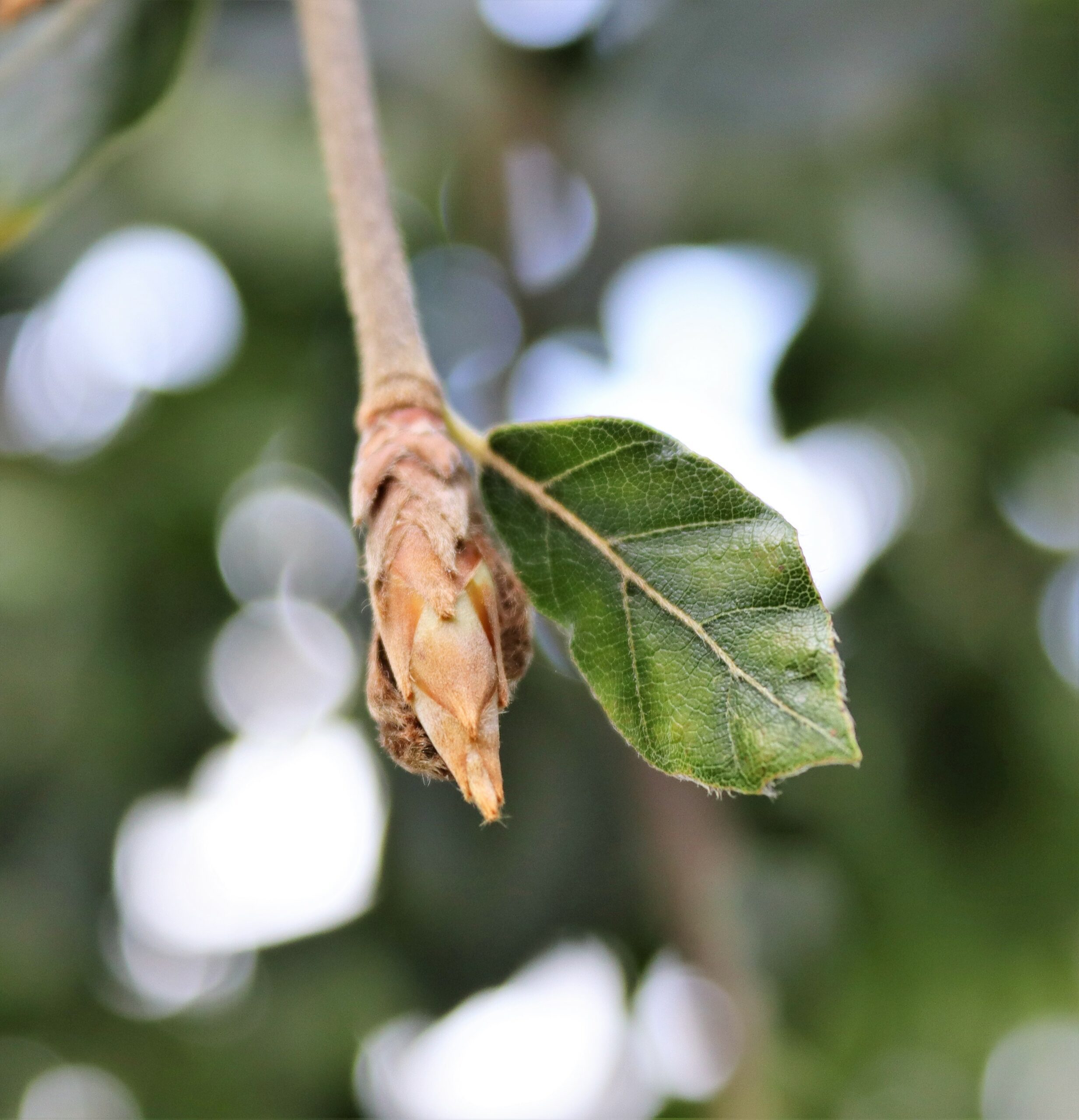 Fagus sylvatica Dawyck Gold bud and new leaf