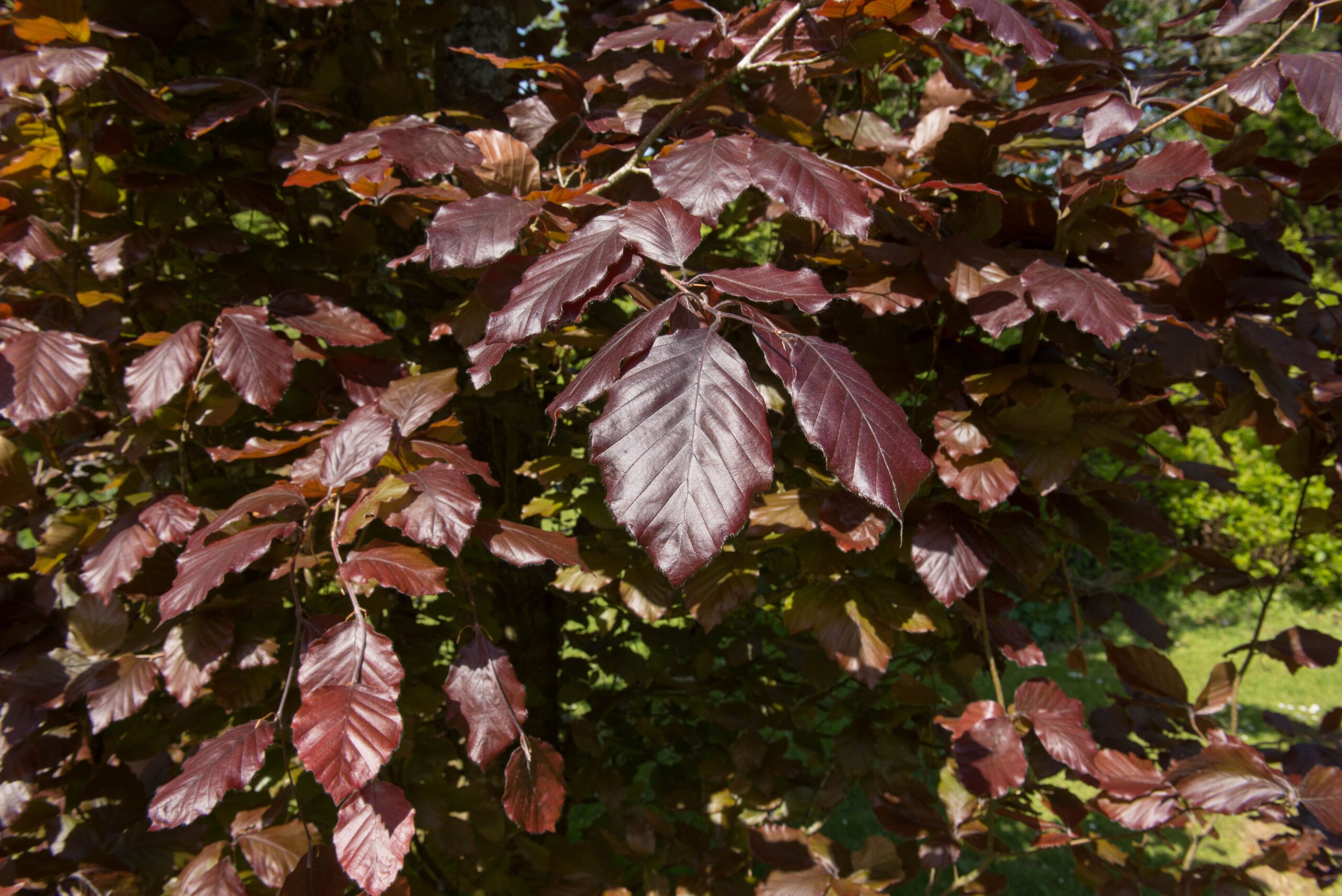 Fagus sylvatica Dawyck Purple leaves