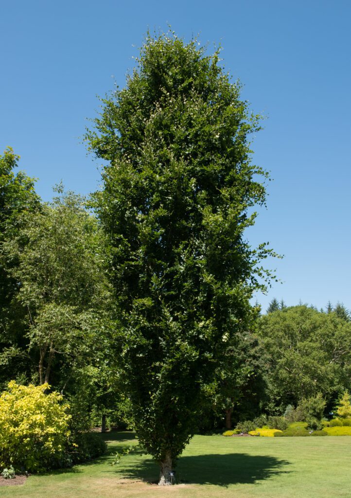 Fagus sylvatica ‘Dawyck’ Tree | Hillier Trees