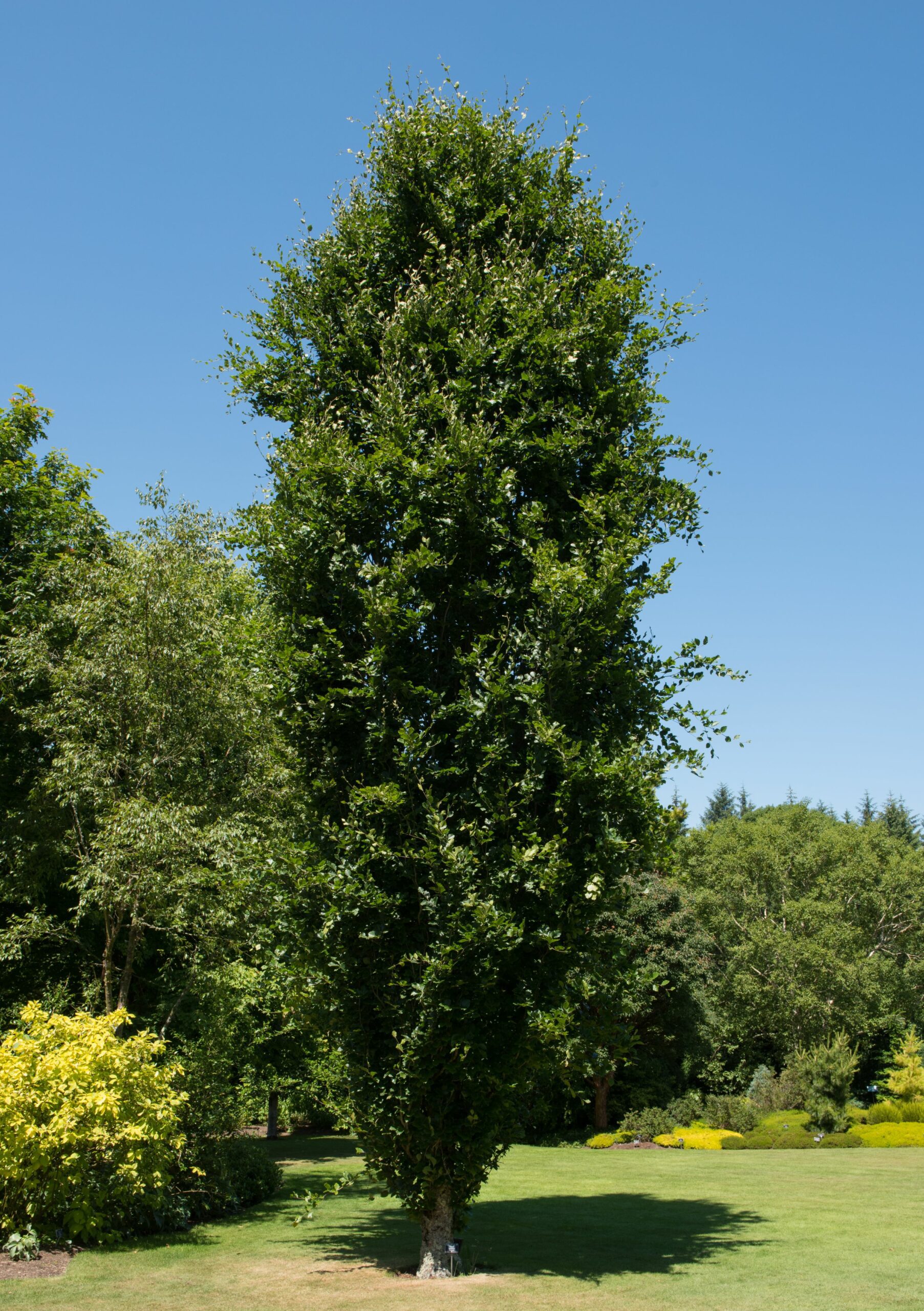 Fagus sylvatica Dawyck tree in field