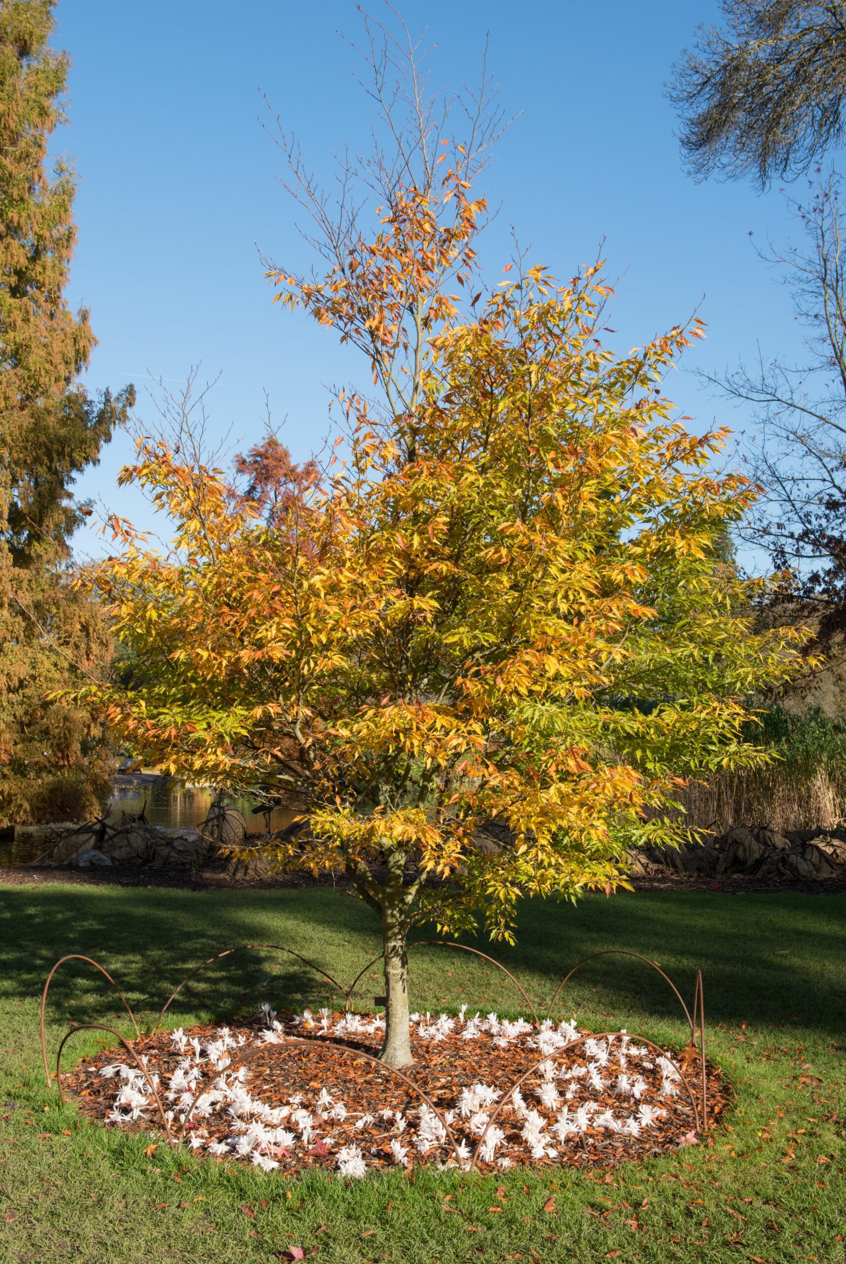 Fagus sylvatica Heterophylla Asplenifolia mature tree in field in autumn colour