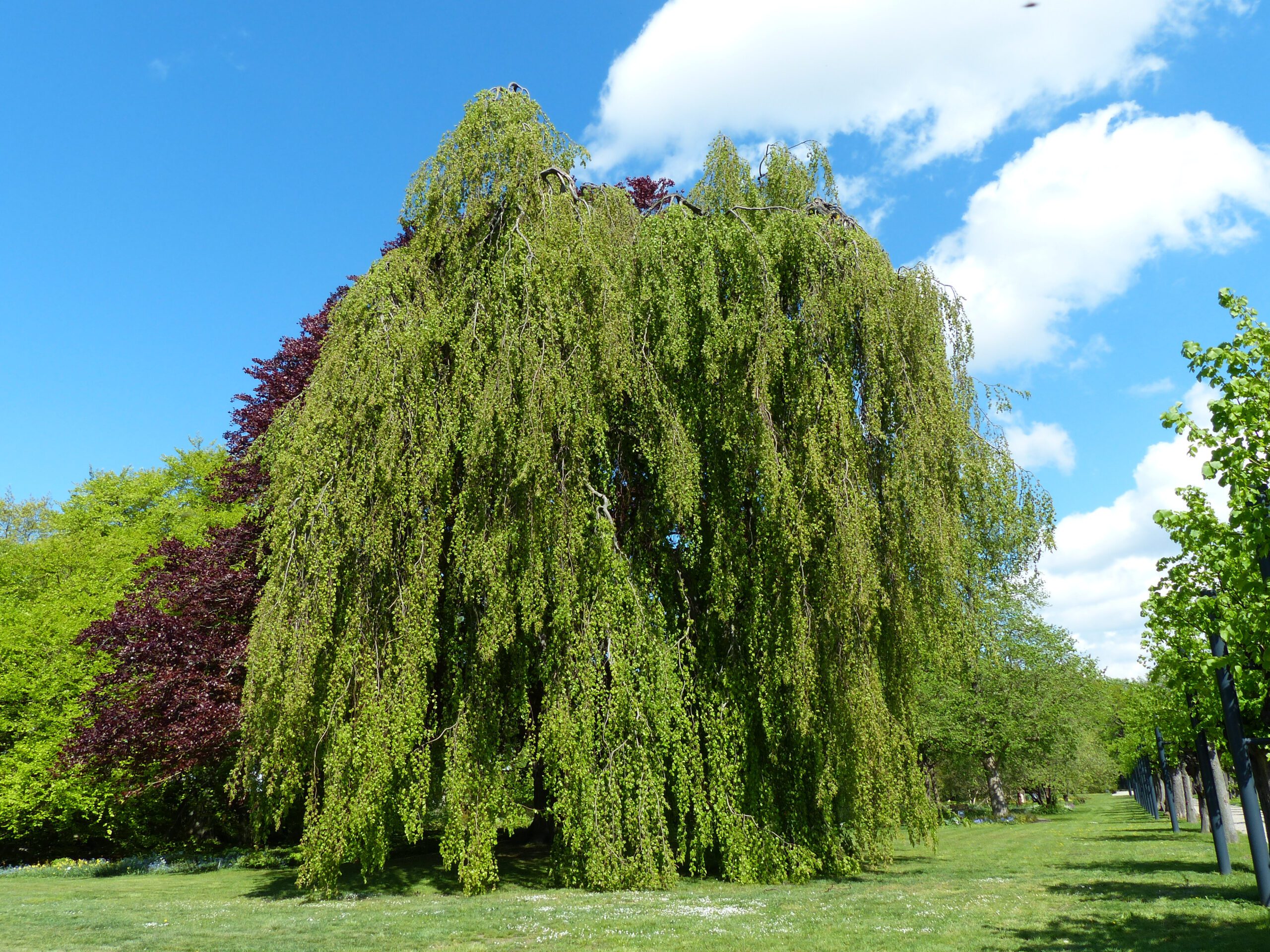 Fagus sylvatica Pendula mature tree in field