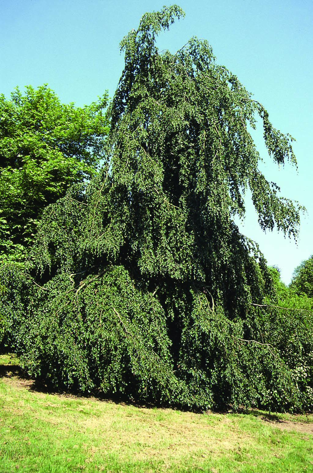 Fagus sylvatica Pendula mature tree in field