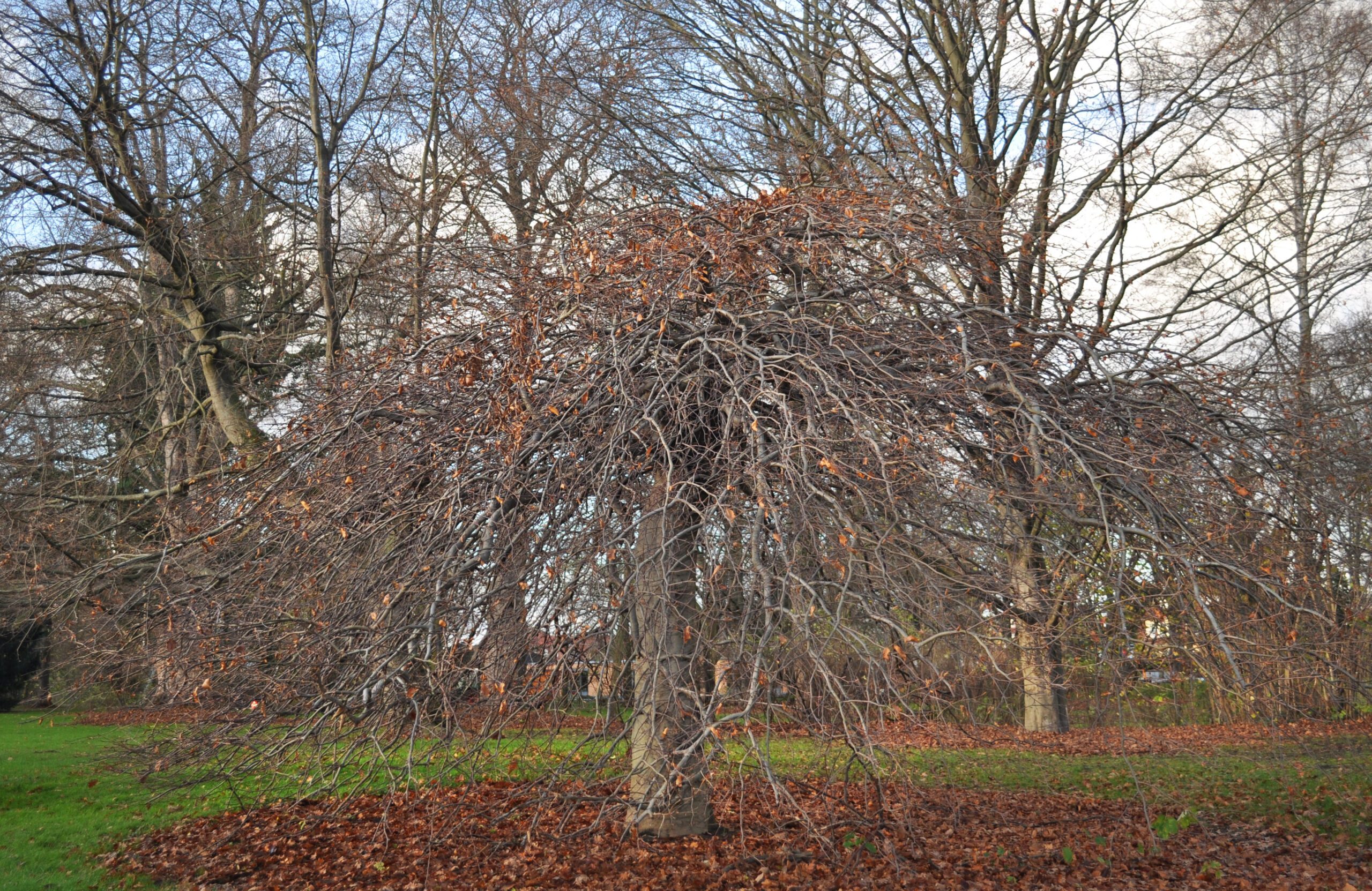 Fagus sylvatica Pendula winter tree