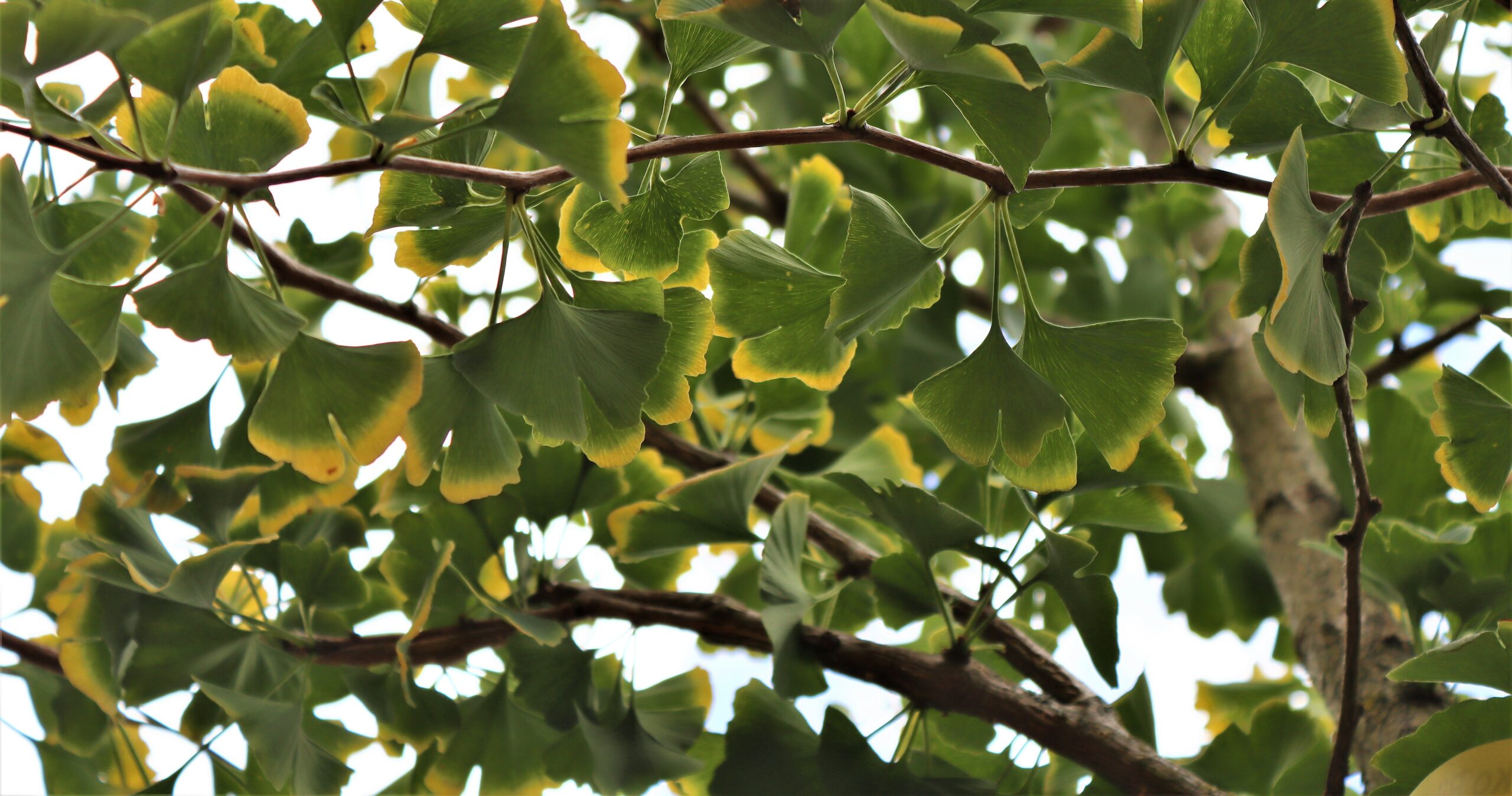 Ginkgo biloba green leaves with yellow fringe