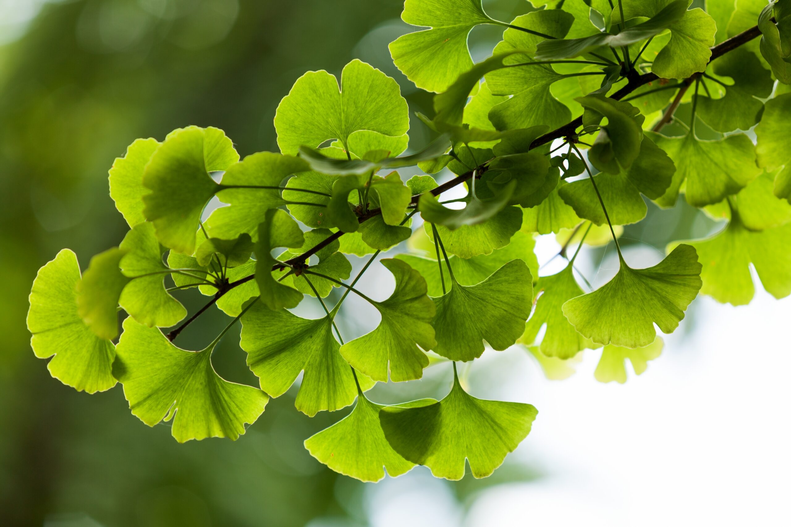Ginkgo biloba green leaves