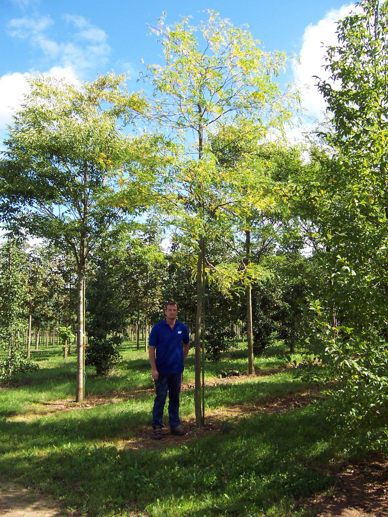 Gleditsia triancanthose Skyline semi-mature tree growing in field