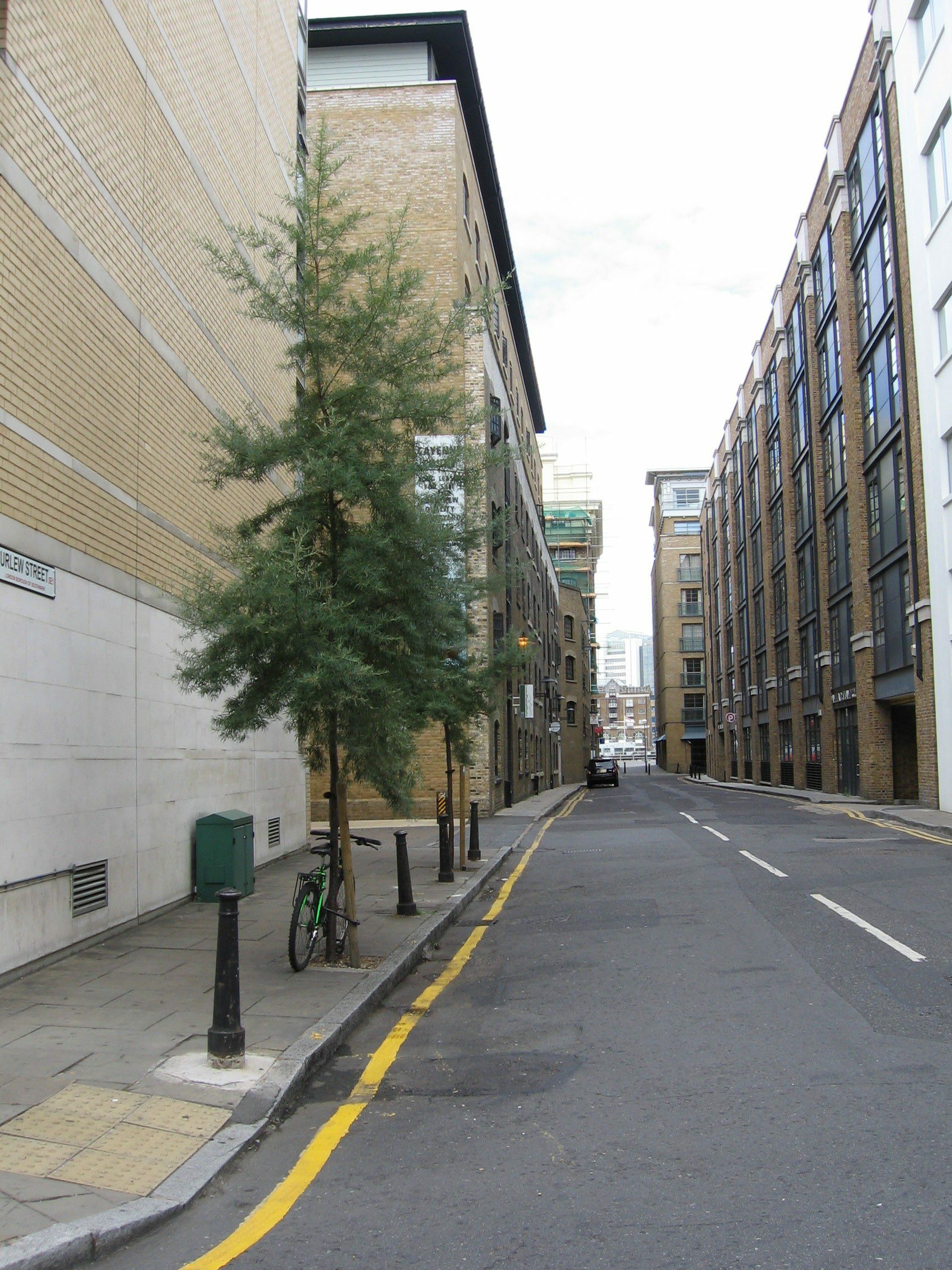 Hippophae salicifolia Streetwise trees lining street.