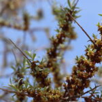Hippophae Salicifolia Streetwise leaves and buds