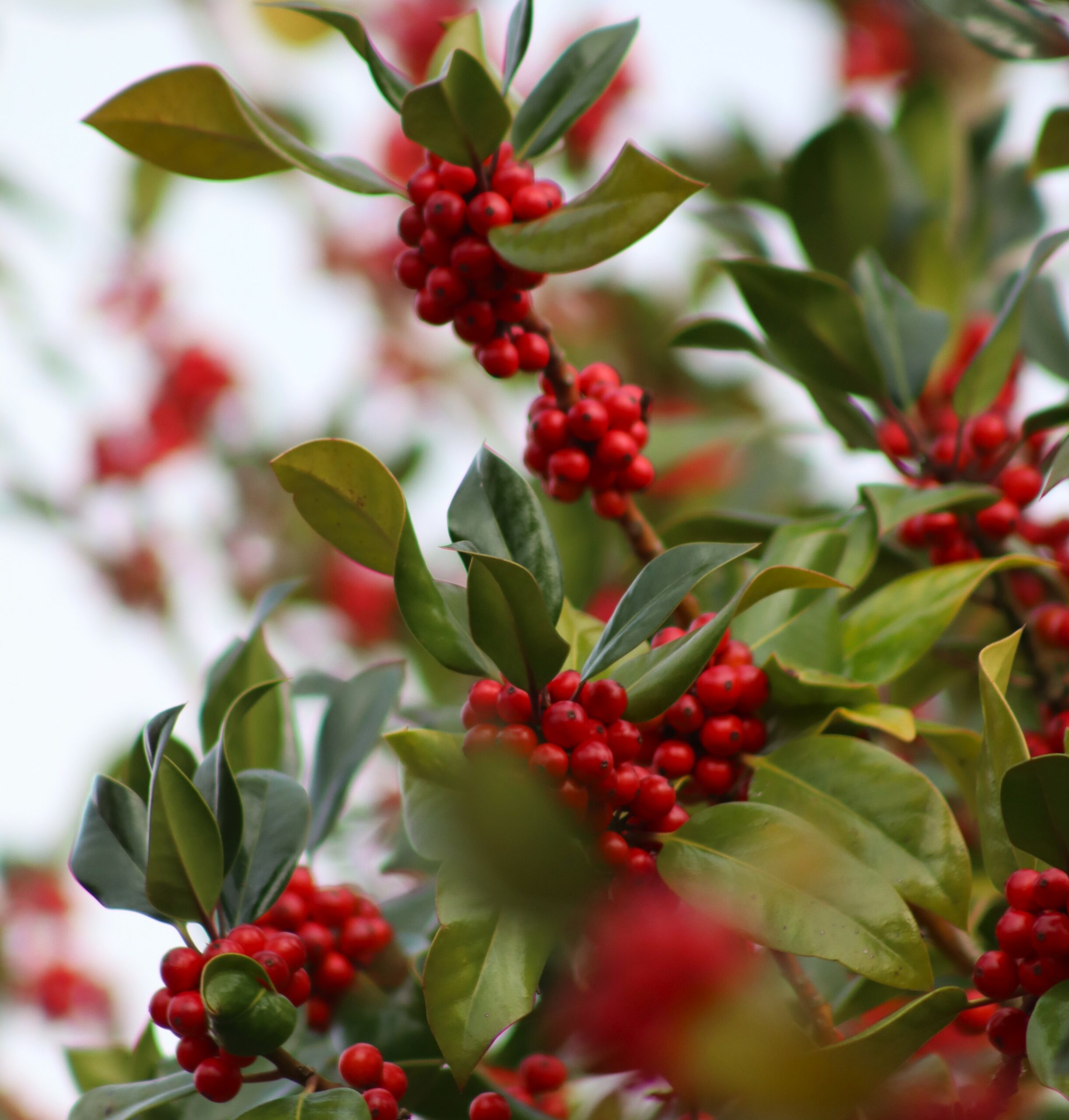 Ilex altaclerensis James G Esson leaves and red berries