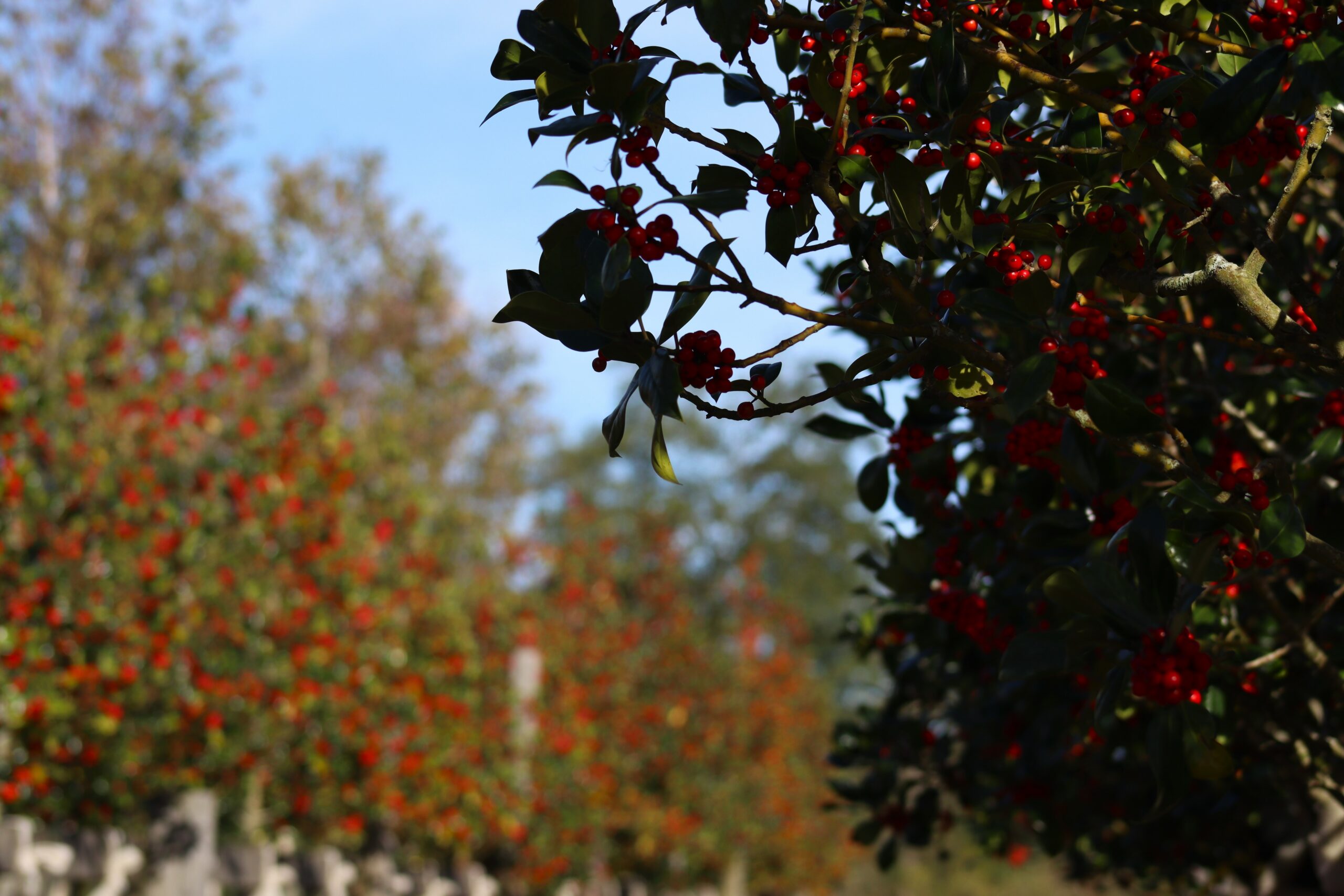 Ilex altaclerensis James G Esson leaves and red berries