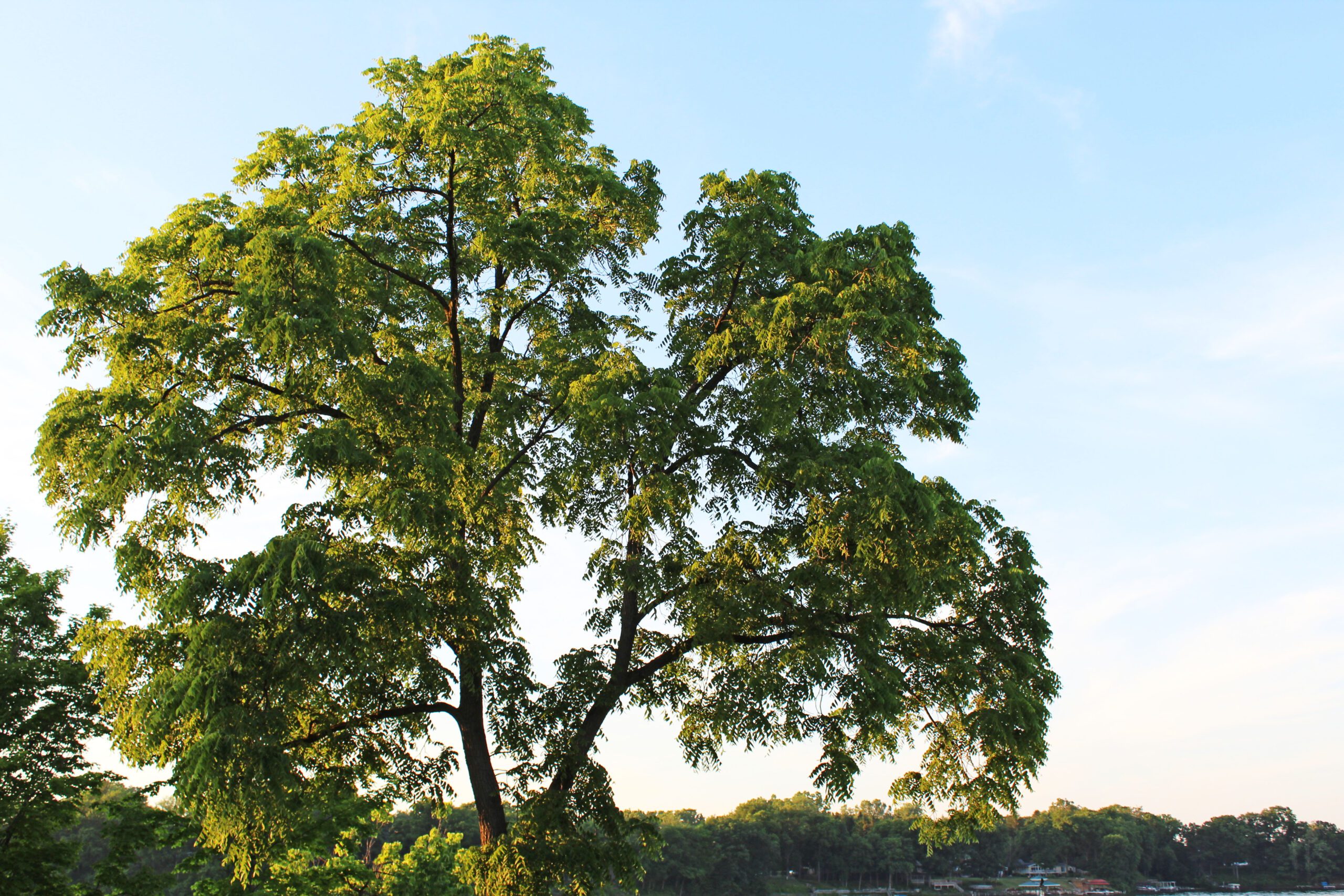 Juglans nigra mature tree