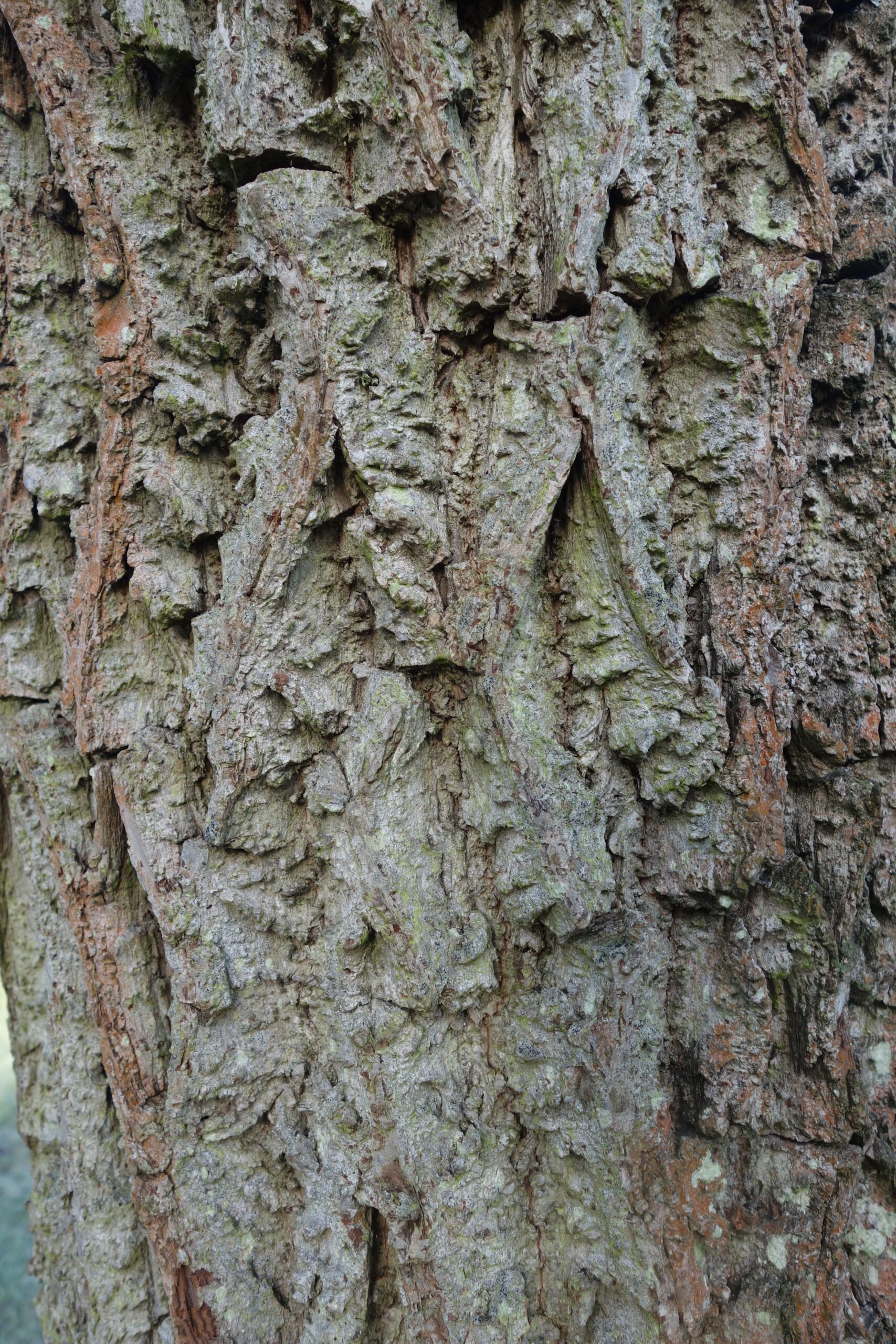 Juglans nigra tree bark