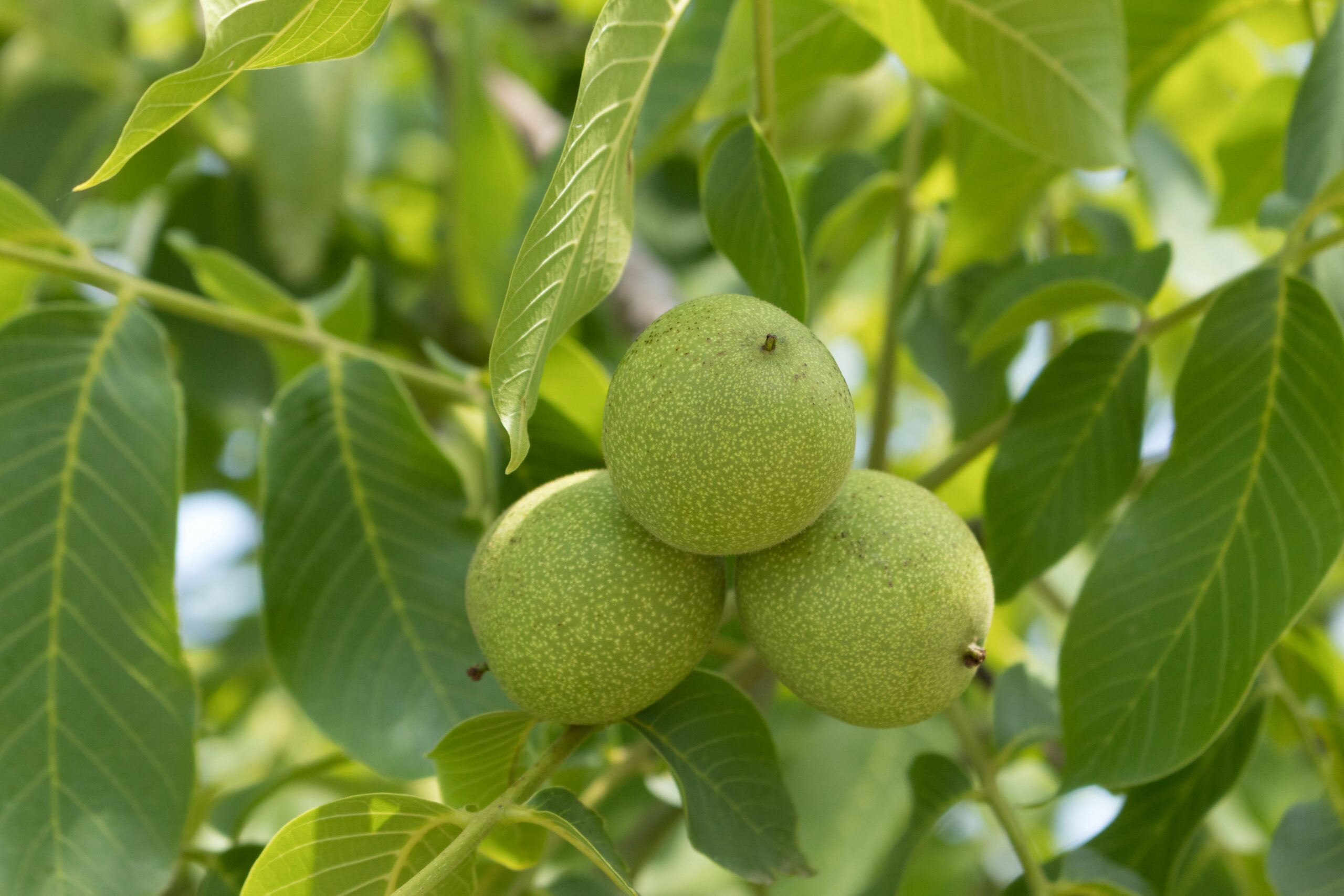 Juglans regia tree fruit