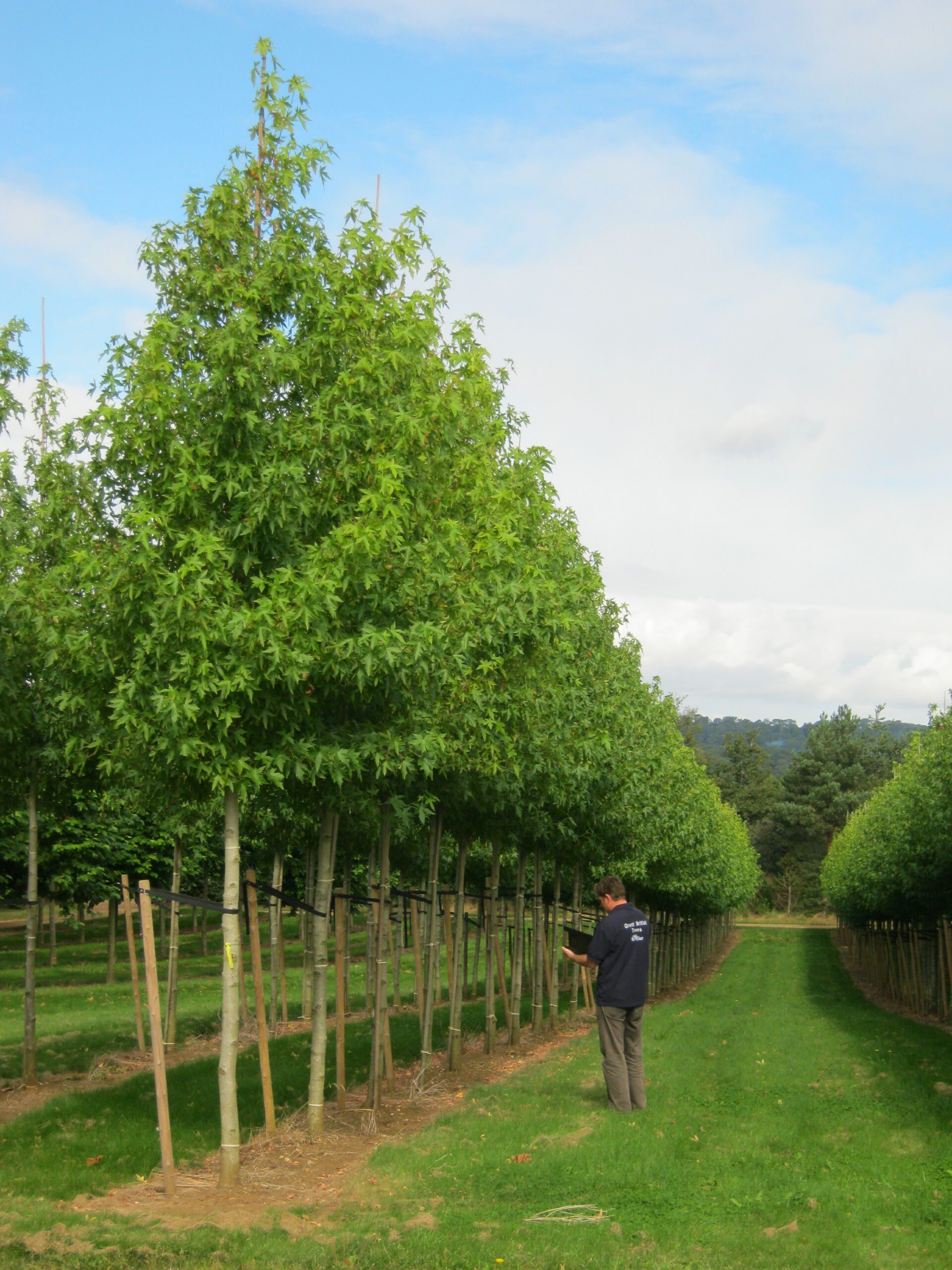 Liquidambar Worplesdon trees growing in field