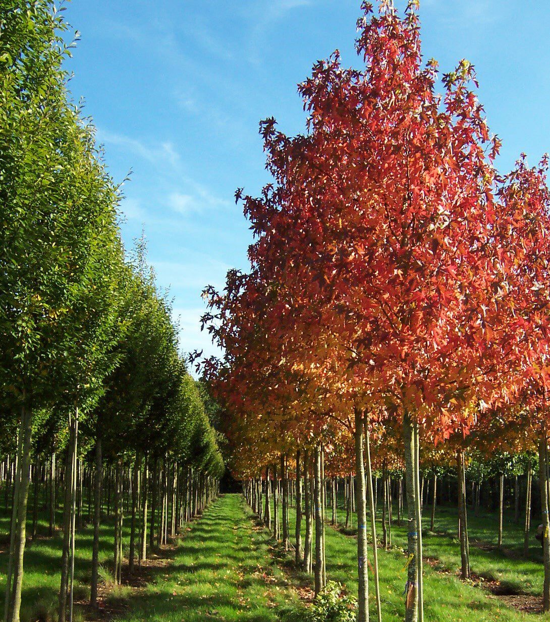 Liquidambar Worplesdon trees growing in field with autumn colour