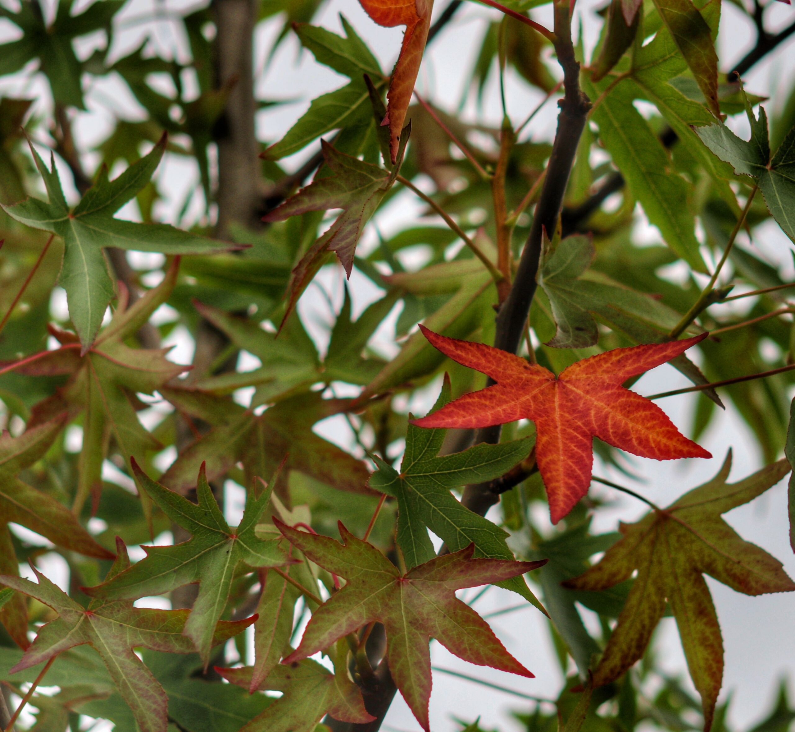 Liquidambar Worplesdon green leaves turning red in autumn