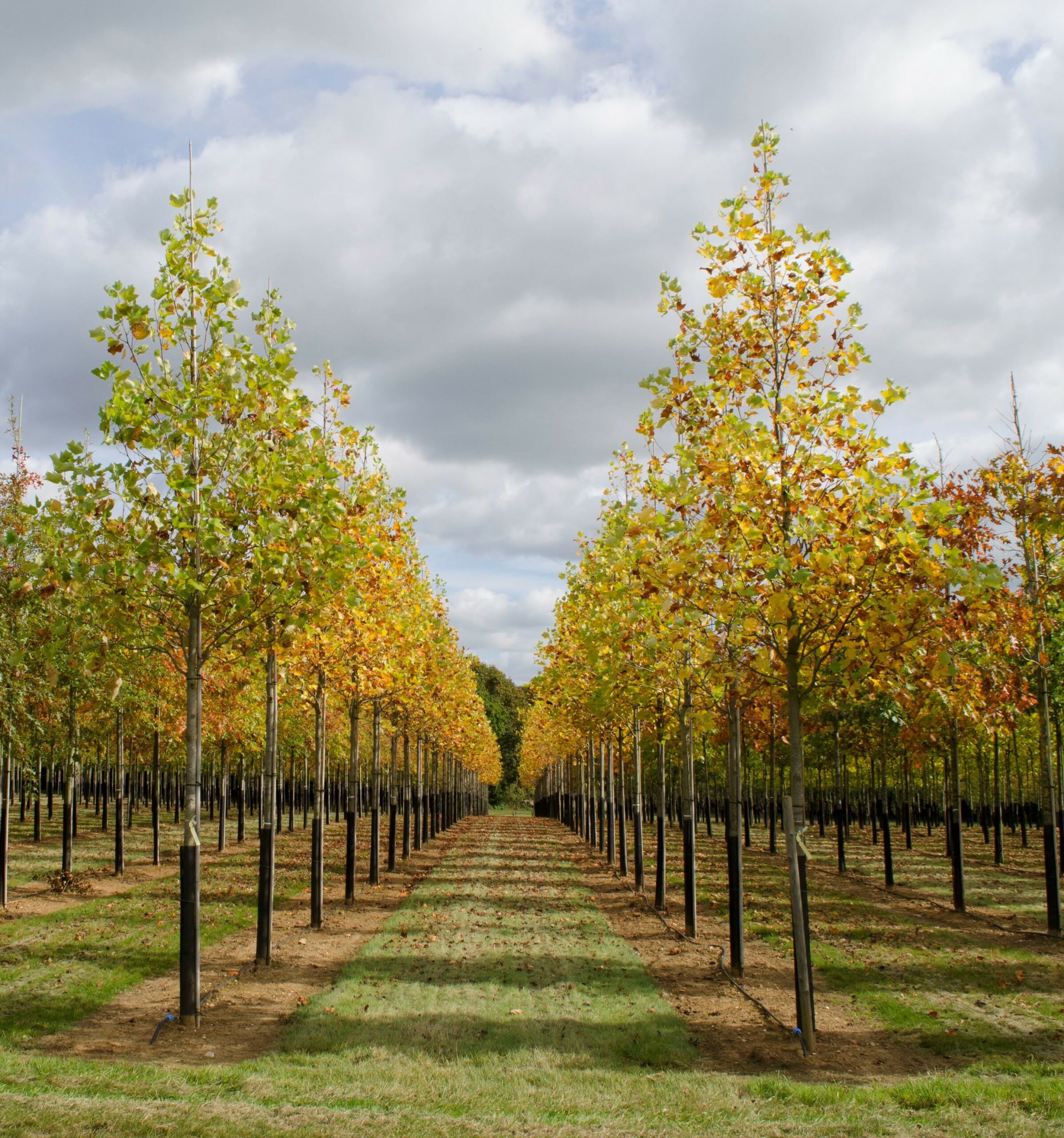Liriodendron Tulipifera trees growing in field