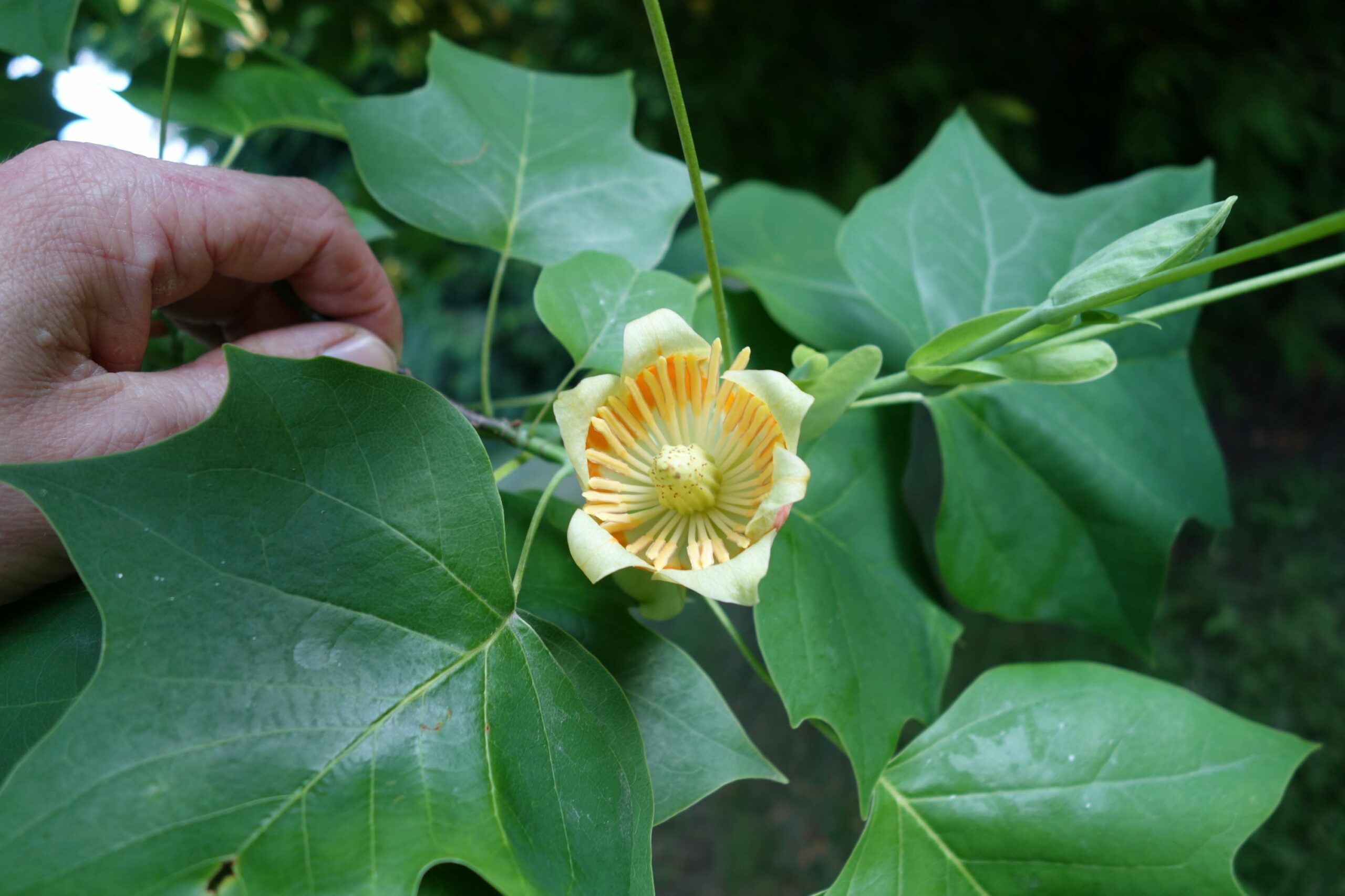 Liriodendron tulipfera yellow flower and green leaves. Credit Kevin Hobbs