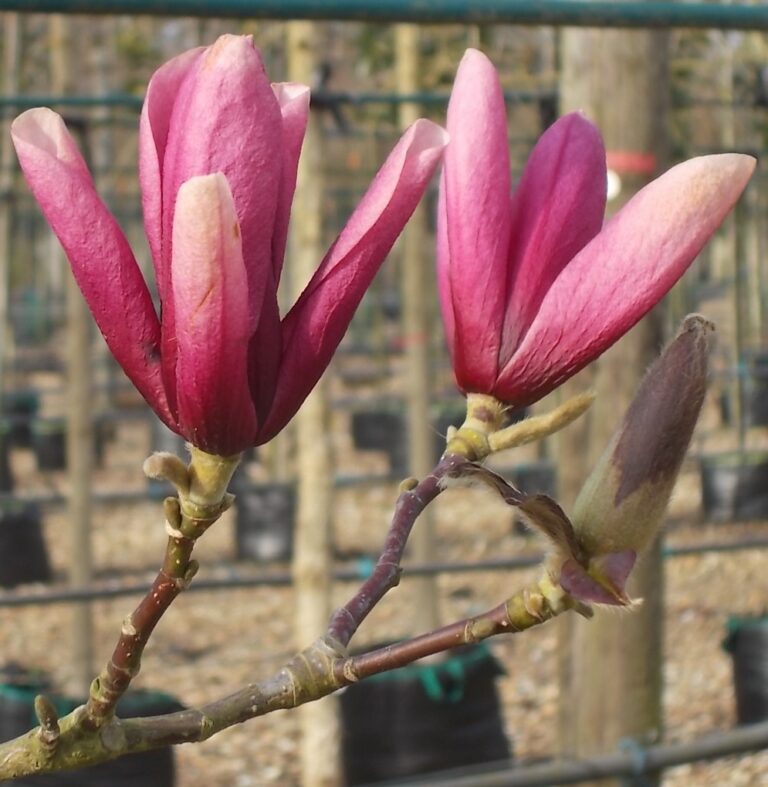 Magnolia 'Galaxy' Tree Hillier Trees