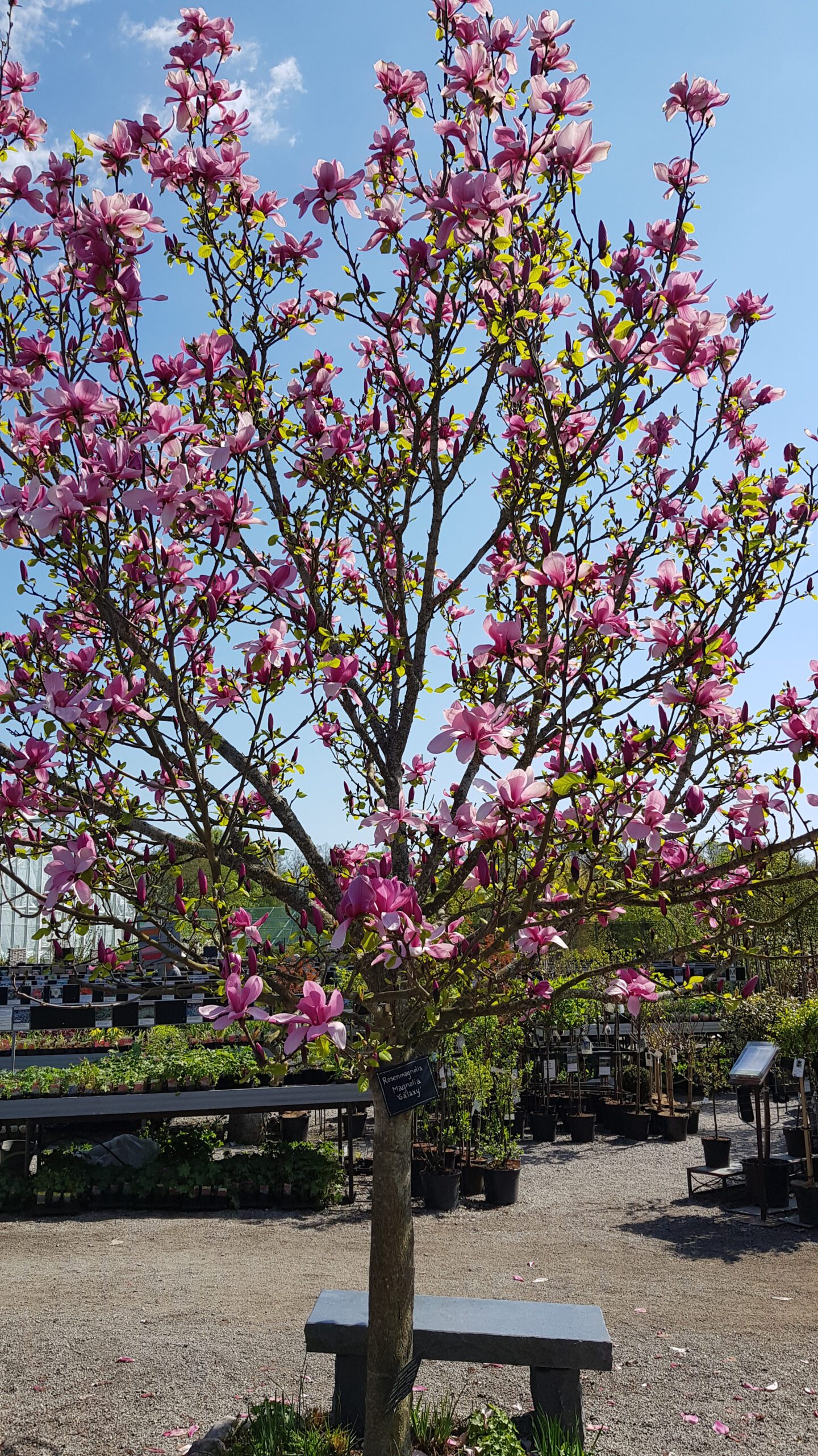 Magnolia Galaxy pink flower blossom