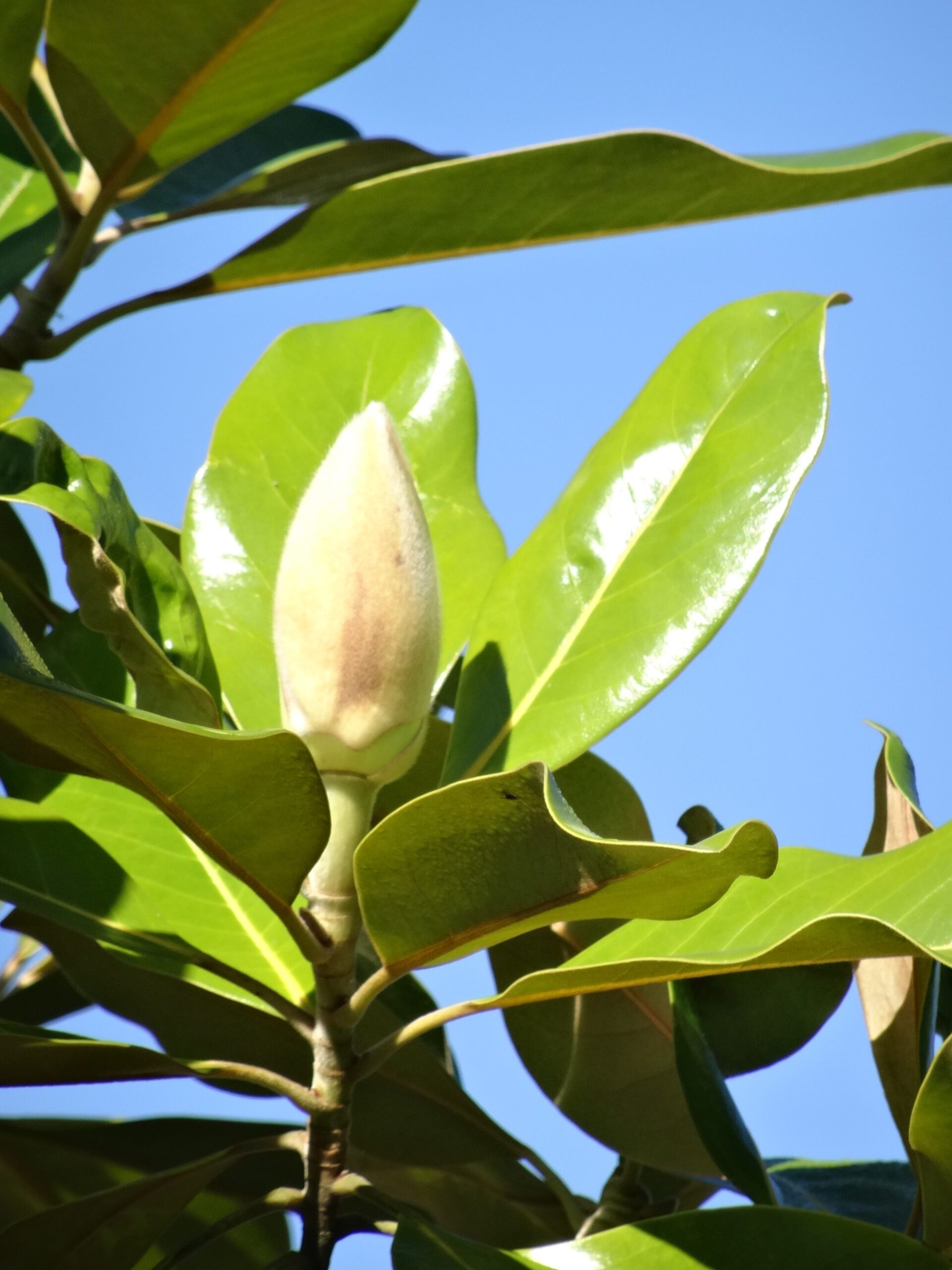 Magnolia grandiflora Ferruginea flower bud