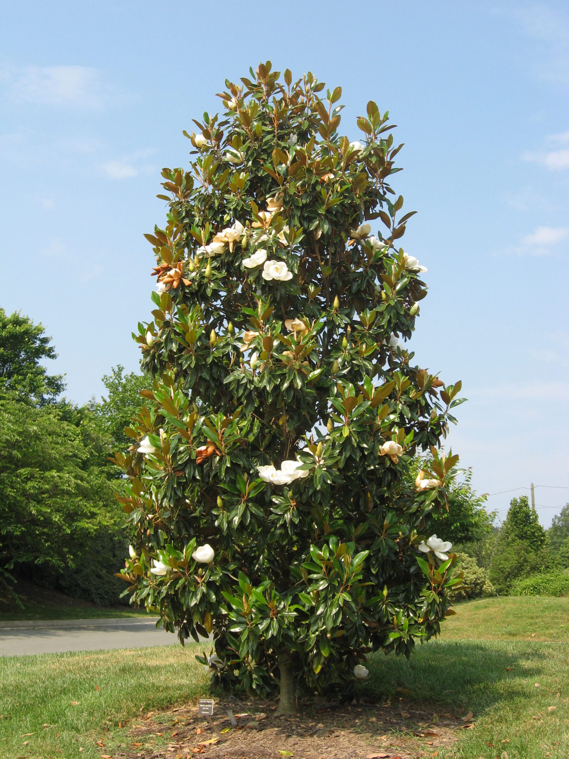 Magnolia grandiflora Ferruginea mature tree in field with white flowers