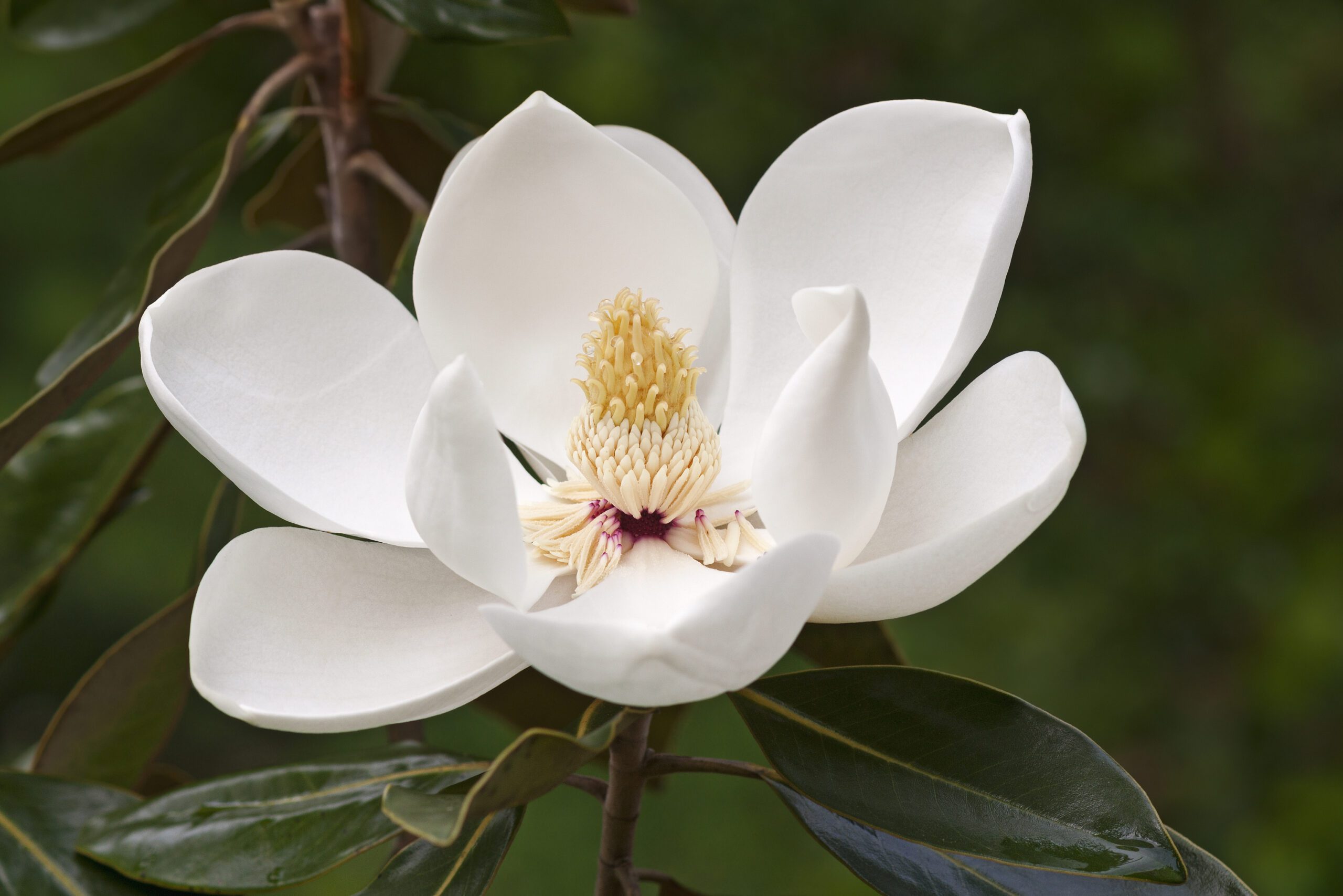 Magnolia grandiflora ‘Ferruginea’
