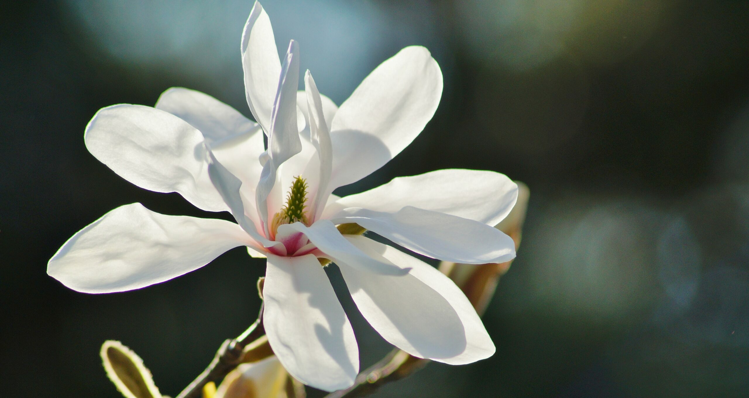 Magnolia Kobus white flower blossom