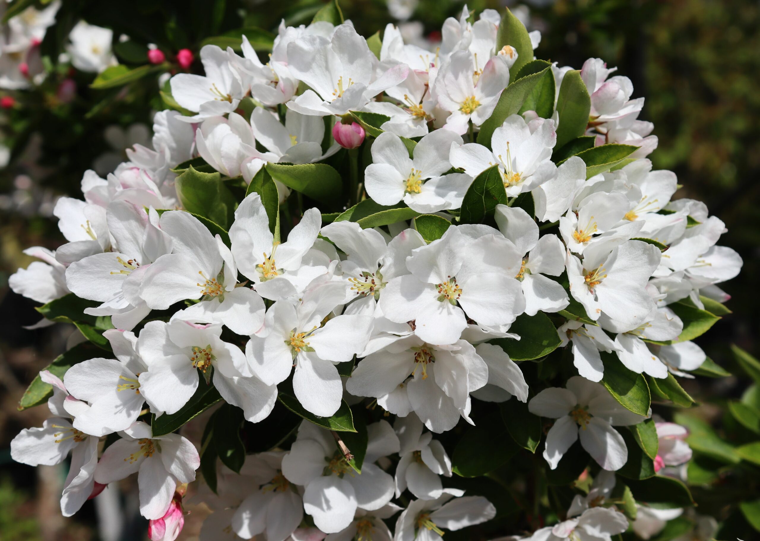 Malus adriondack white flower blossoms