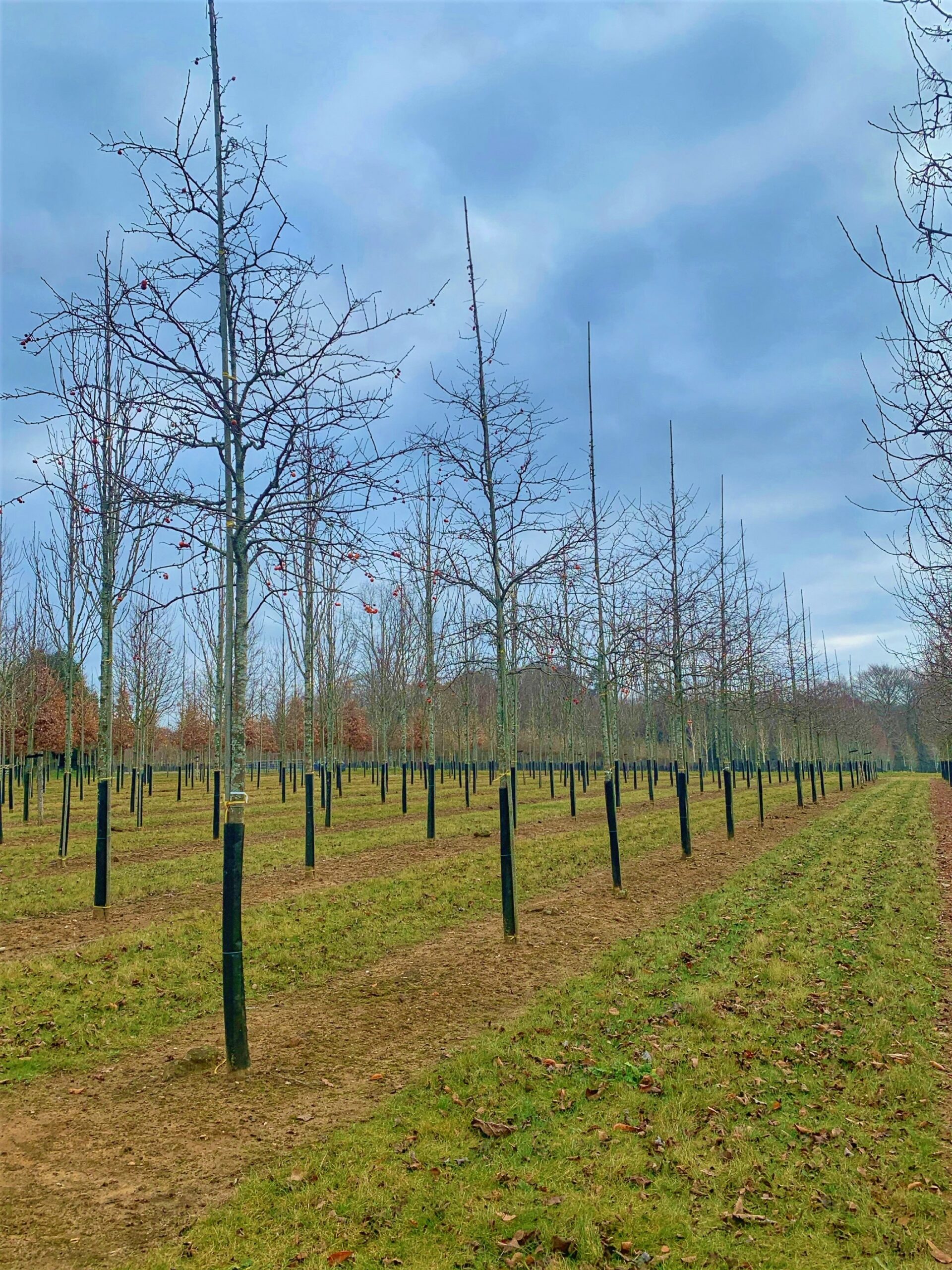 Malus evereste semi mature trees growing in field in rows in winter