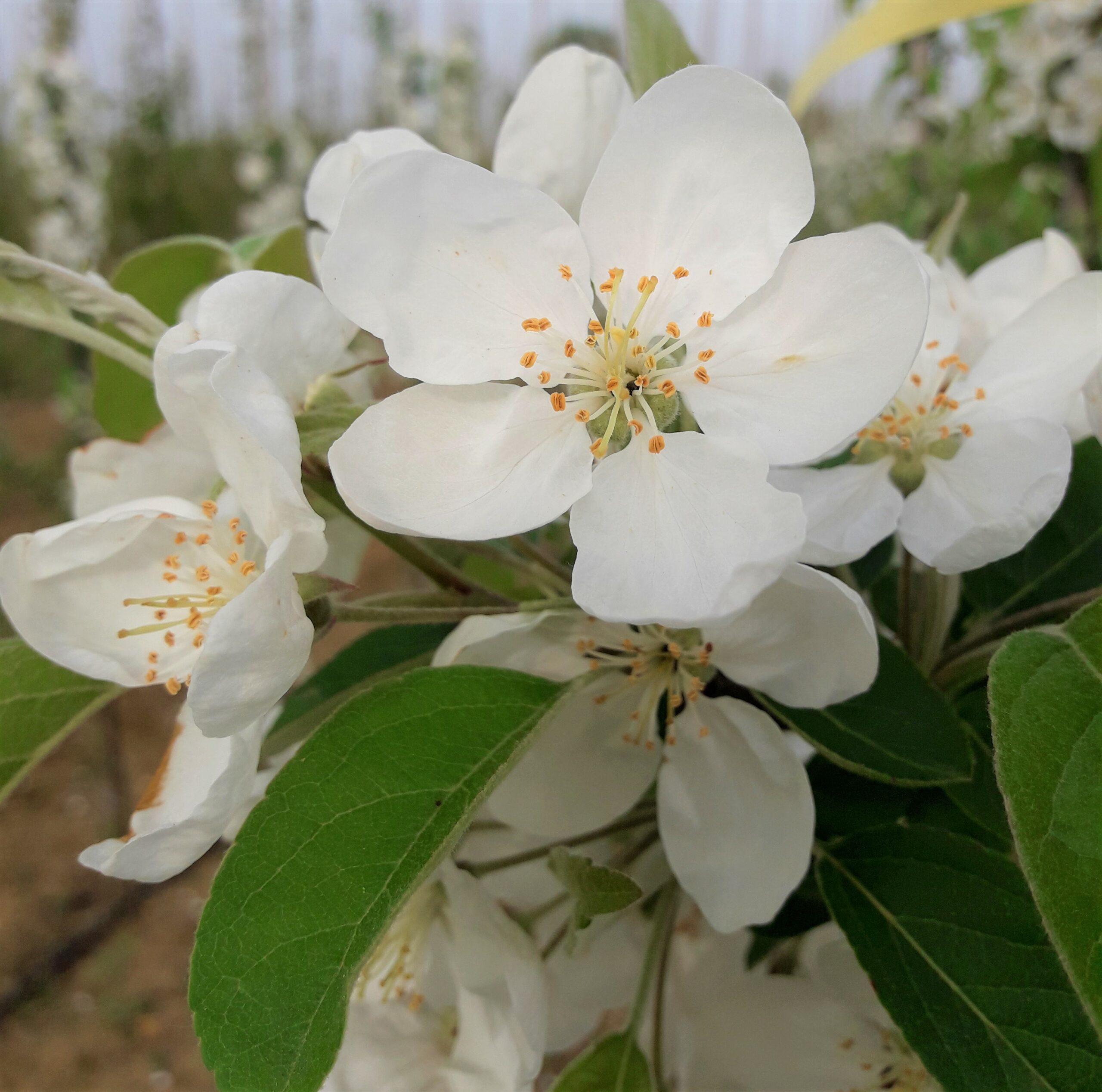 Malus evereste white flower blossoms