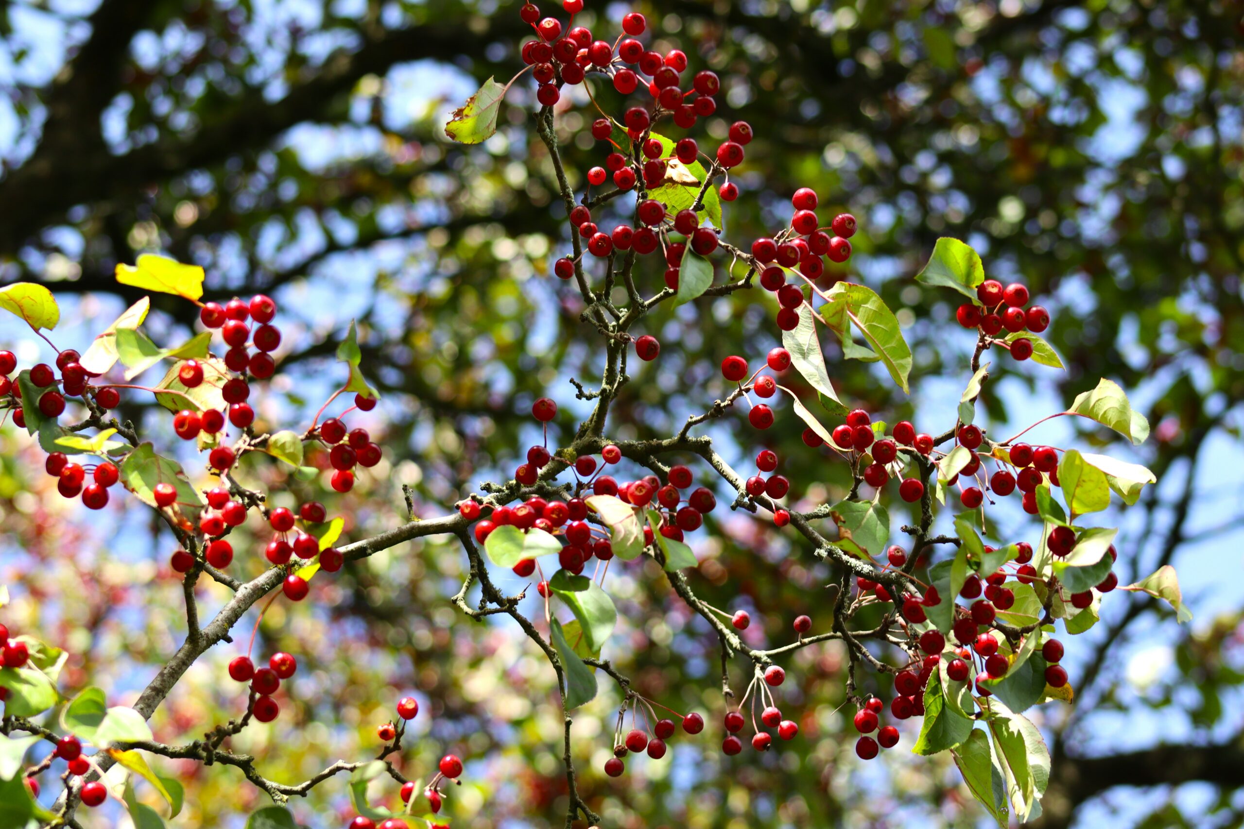 Malus huphenisis red fruits and green foliage
