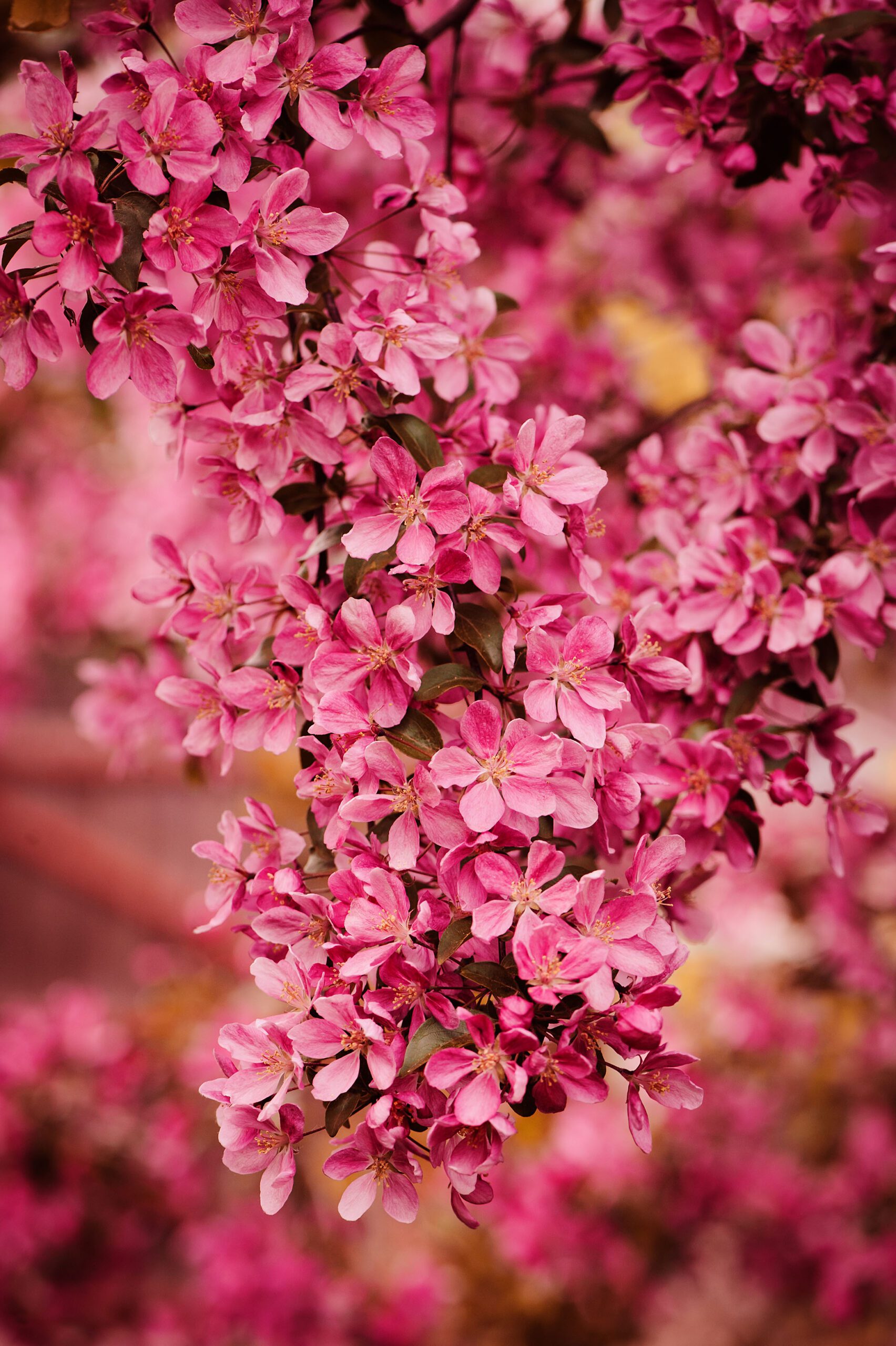 Malus mokum pink flower blossoms