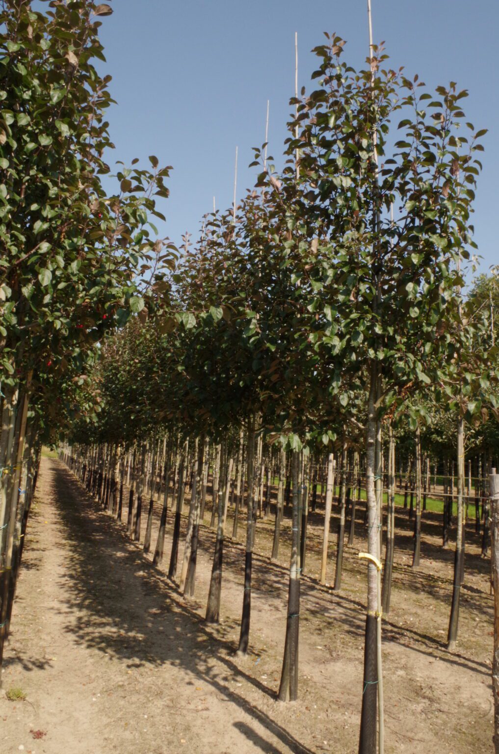 Malus ‘Rudolph’ (Rudolph Crab Apple)