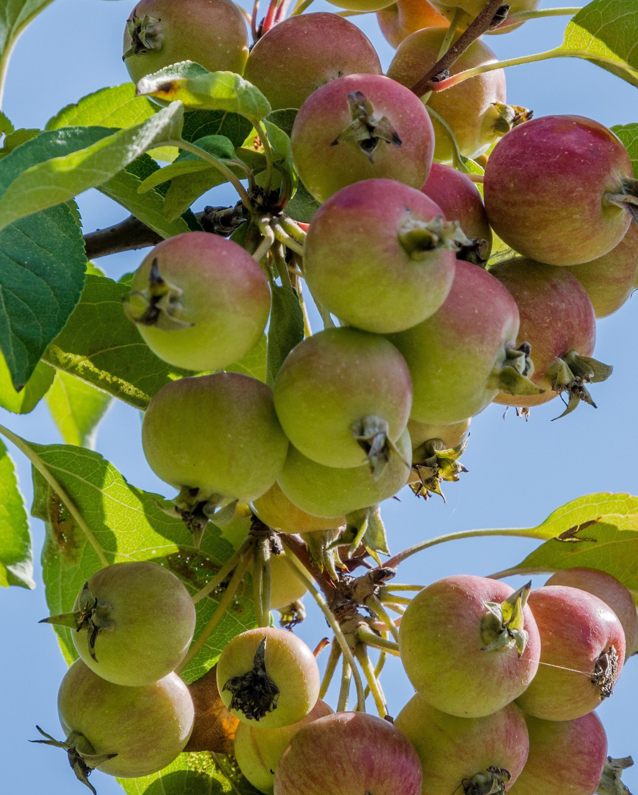 Malus sylvestris apples growing on tree