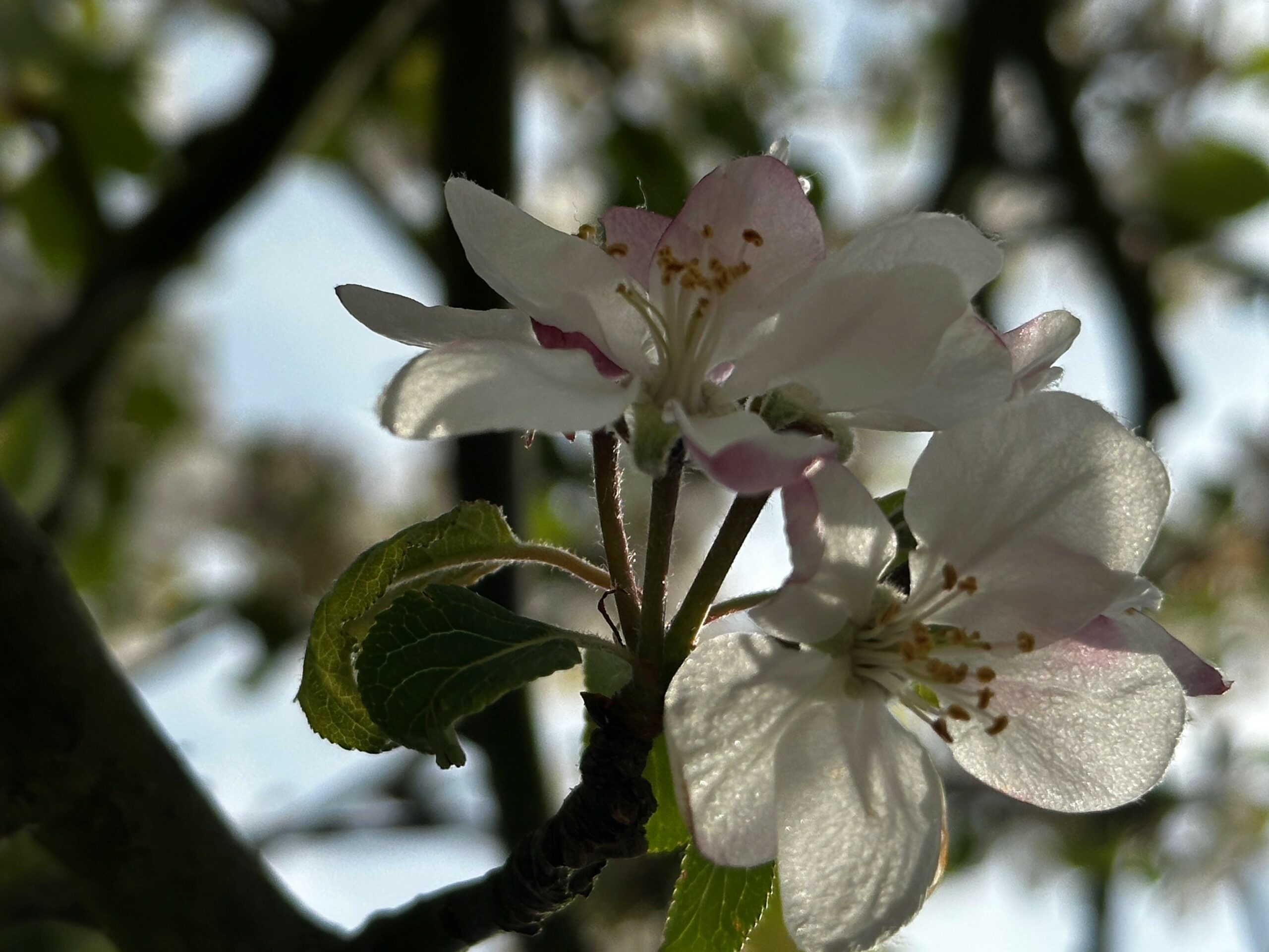 Malus sylvestris white flower blossoms