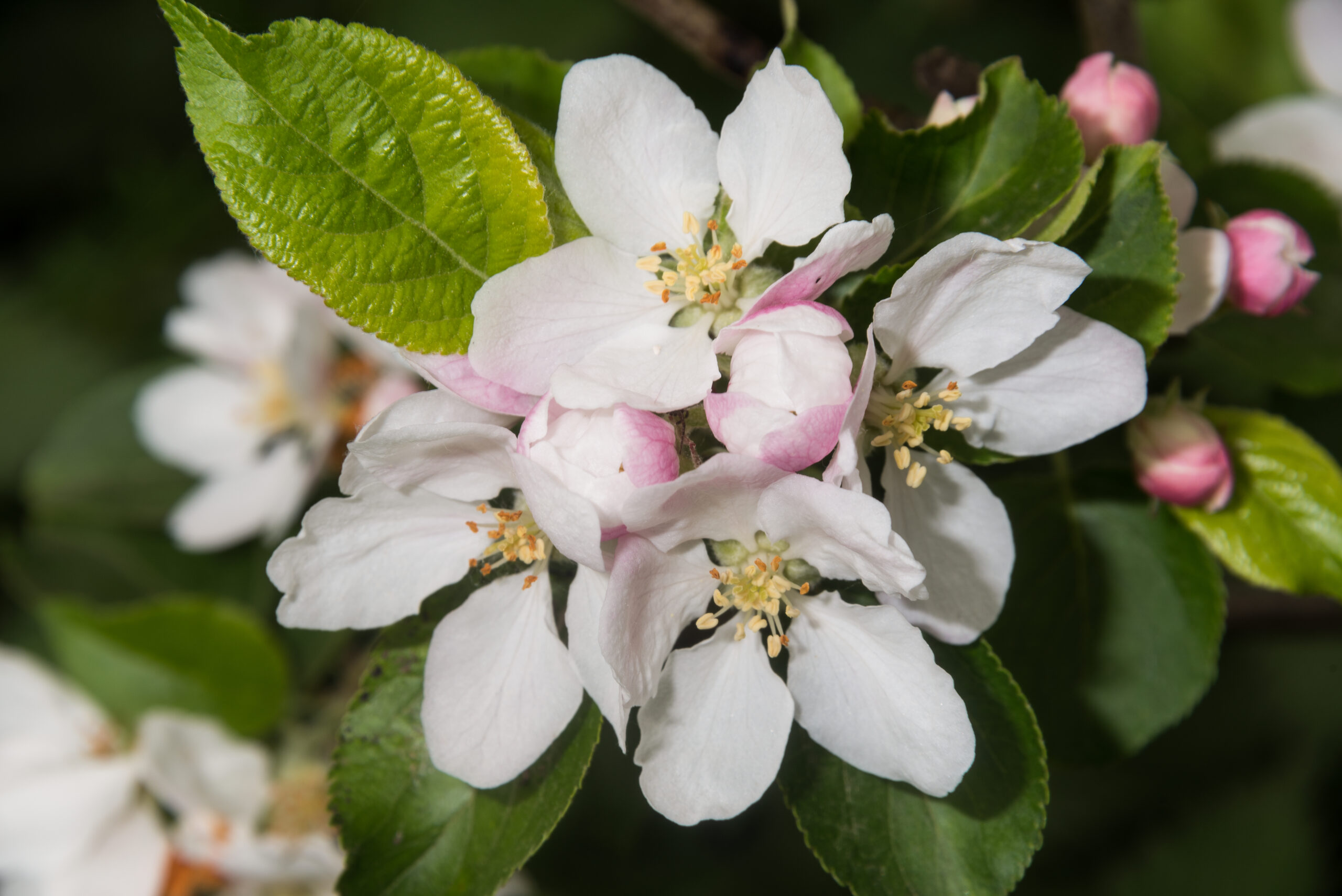 Malus sylvestris mature white flower blossoms with pink tips
