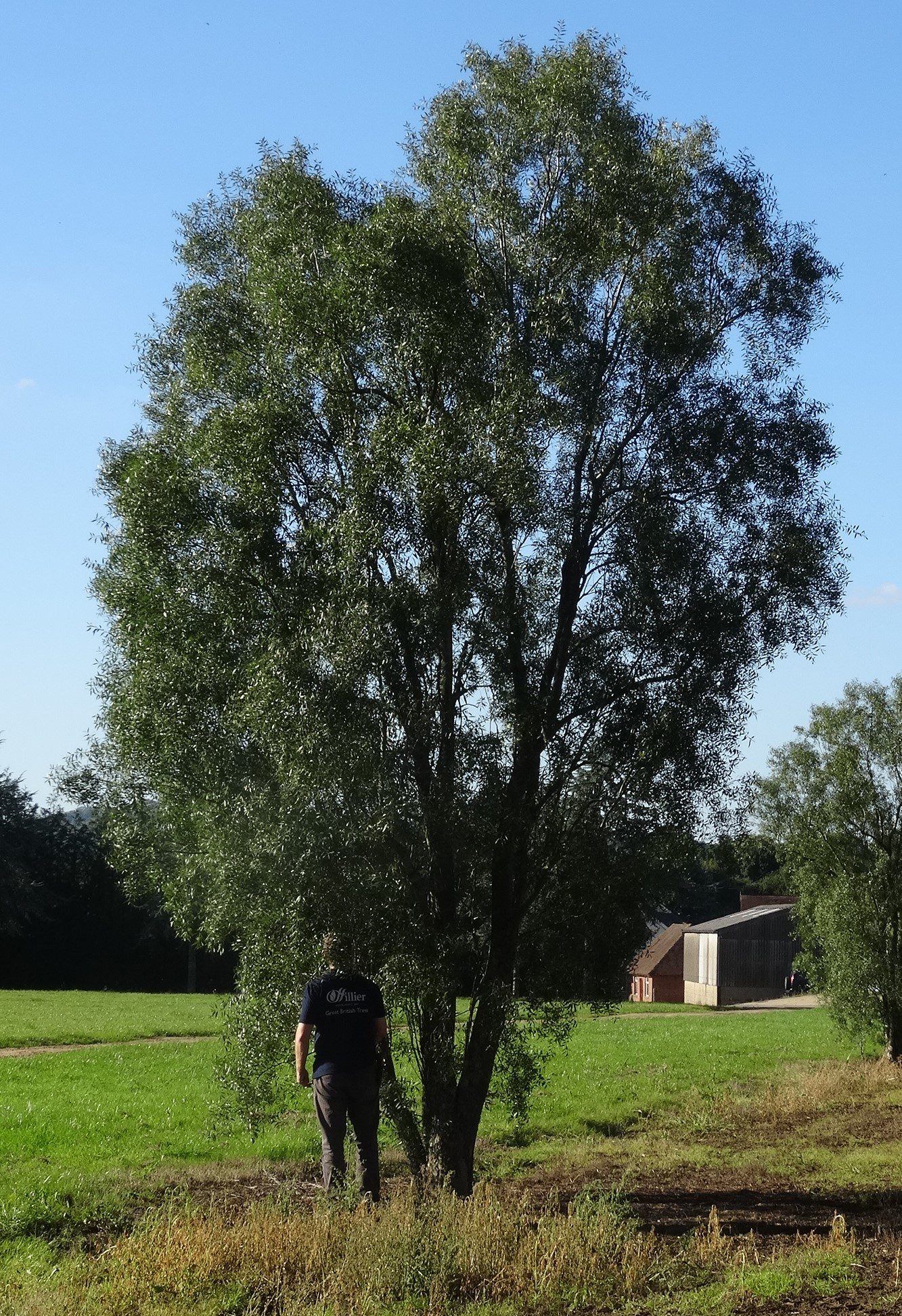 Maytenus boariamayten multi stem tree in field