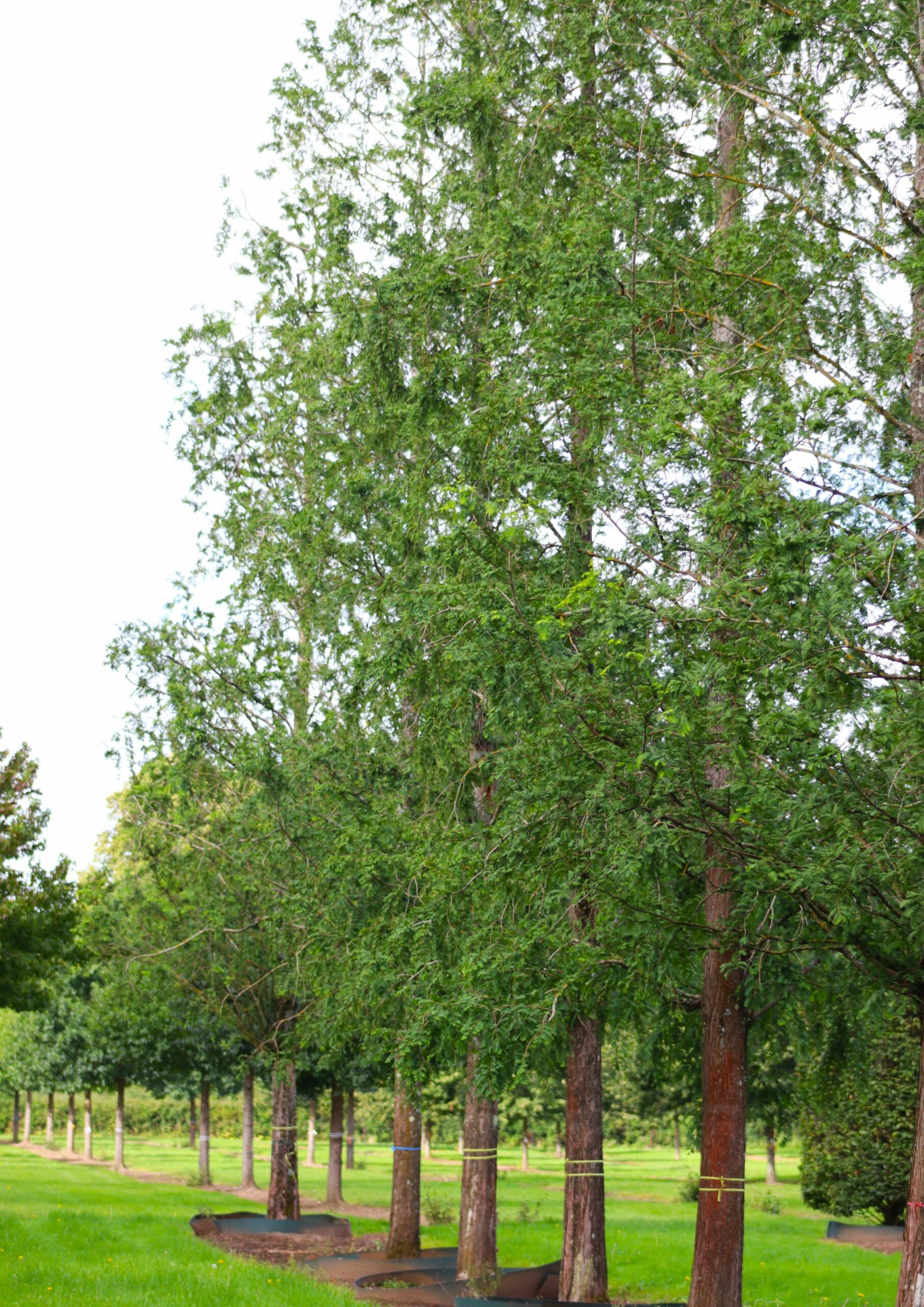 Metasequoia glyptostroboides Dawn Redwood super semi mature trees growing in fields
