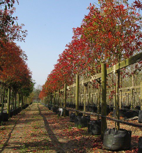 Photinia fraseri Little Red Robin semi mature container grown tree in rows