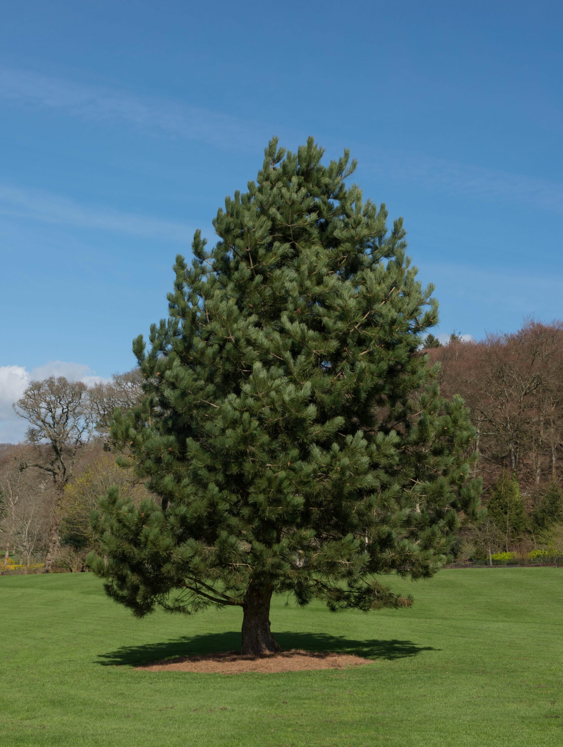 Pinus nigra mature tree in a field