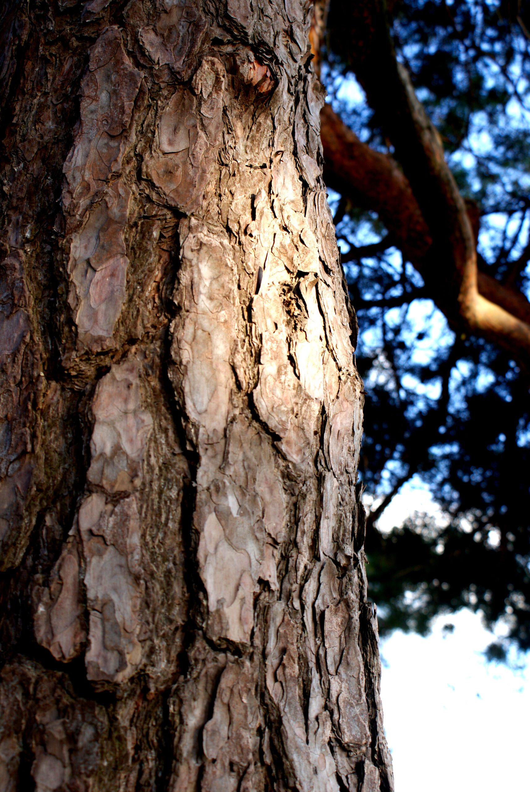 Pinus nigra tree bark