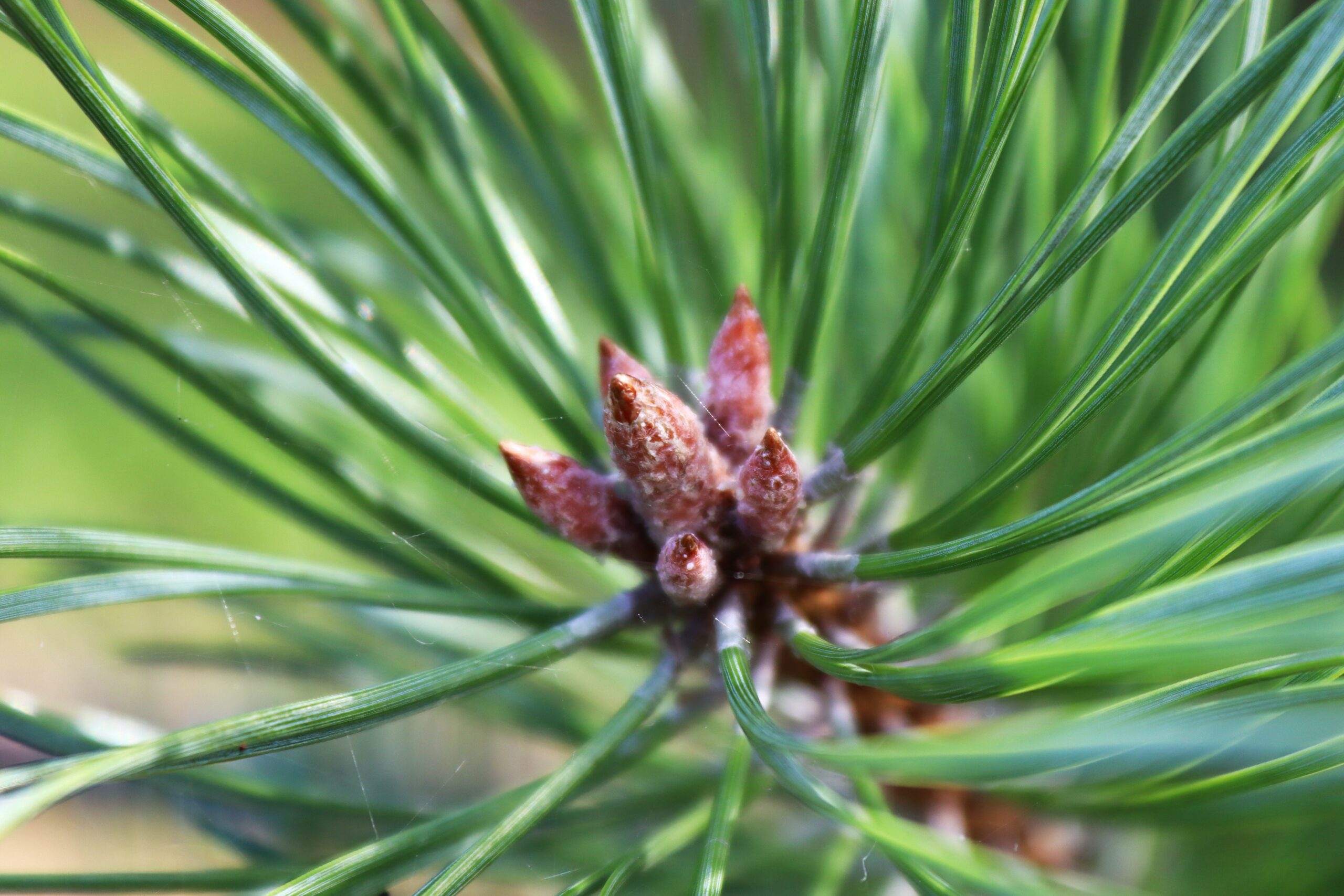 Pinus sylvestris needles close up