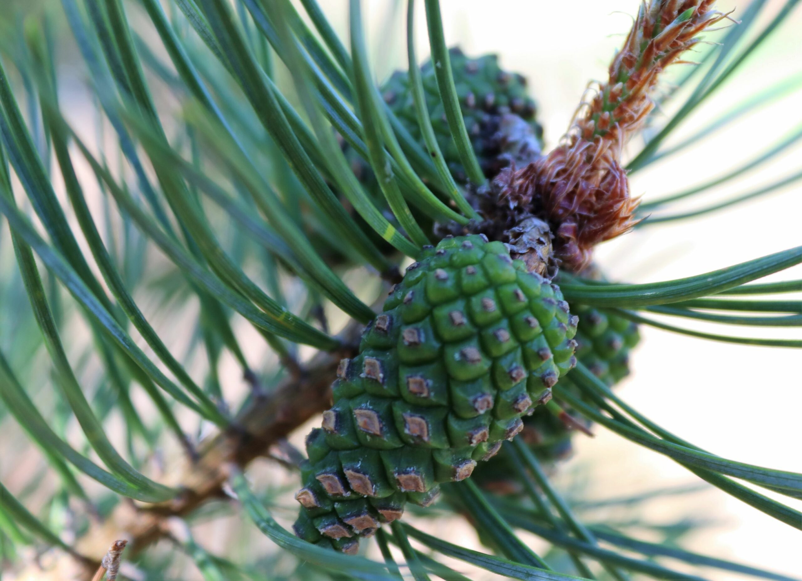 Pinus sylvestris cone and needles close up