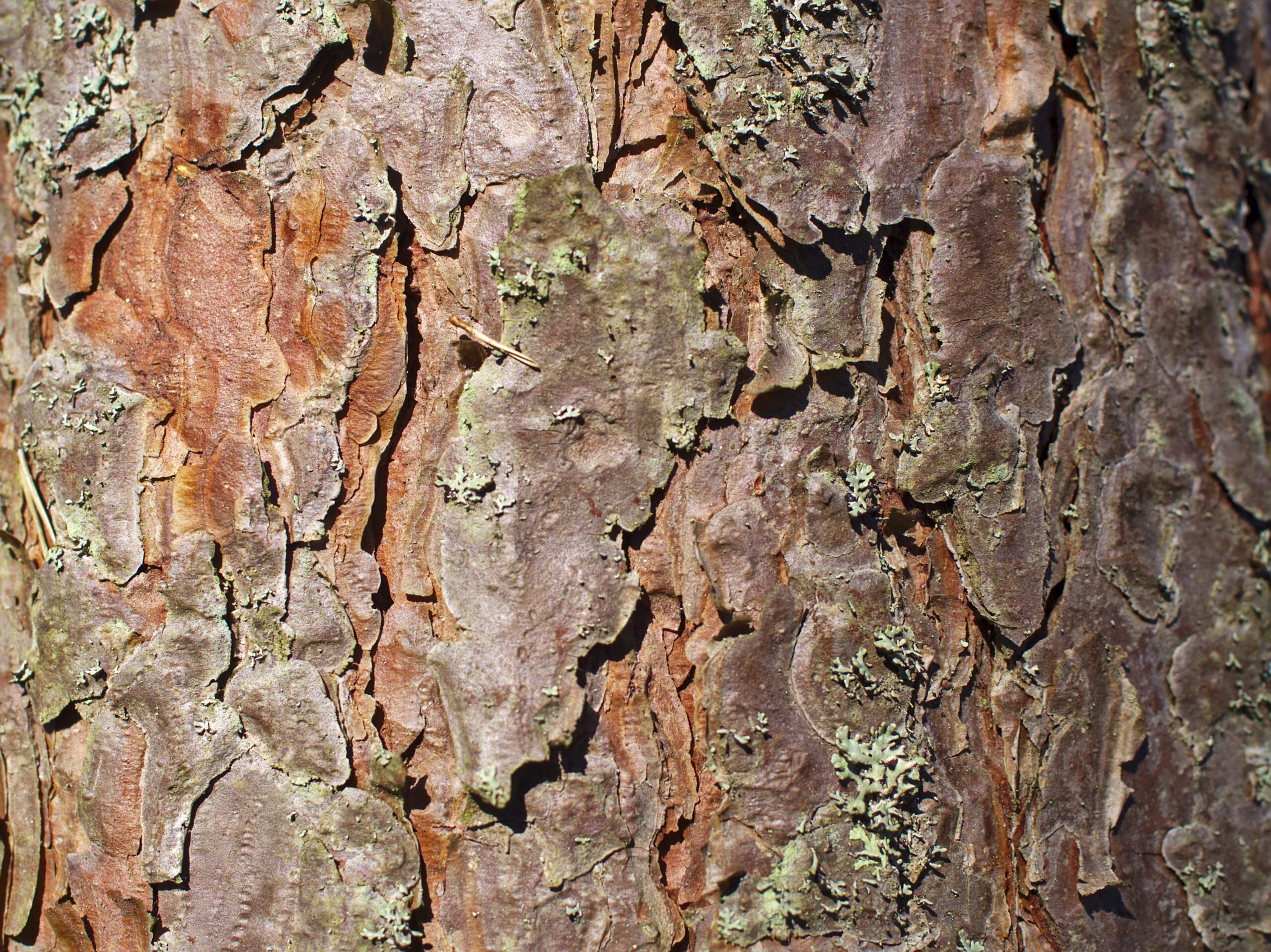 Pinus sylvestris tree bark