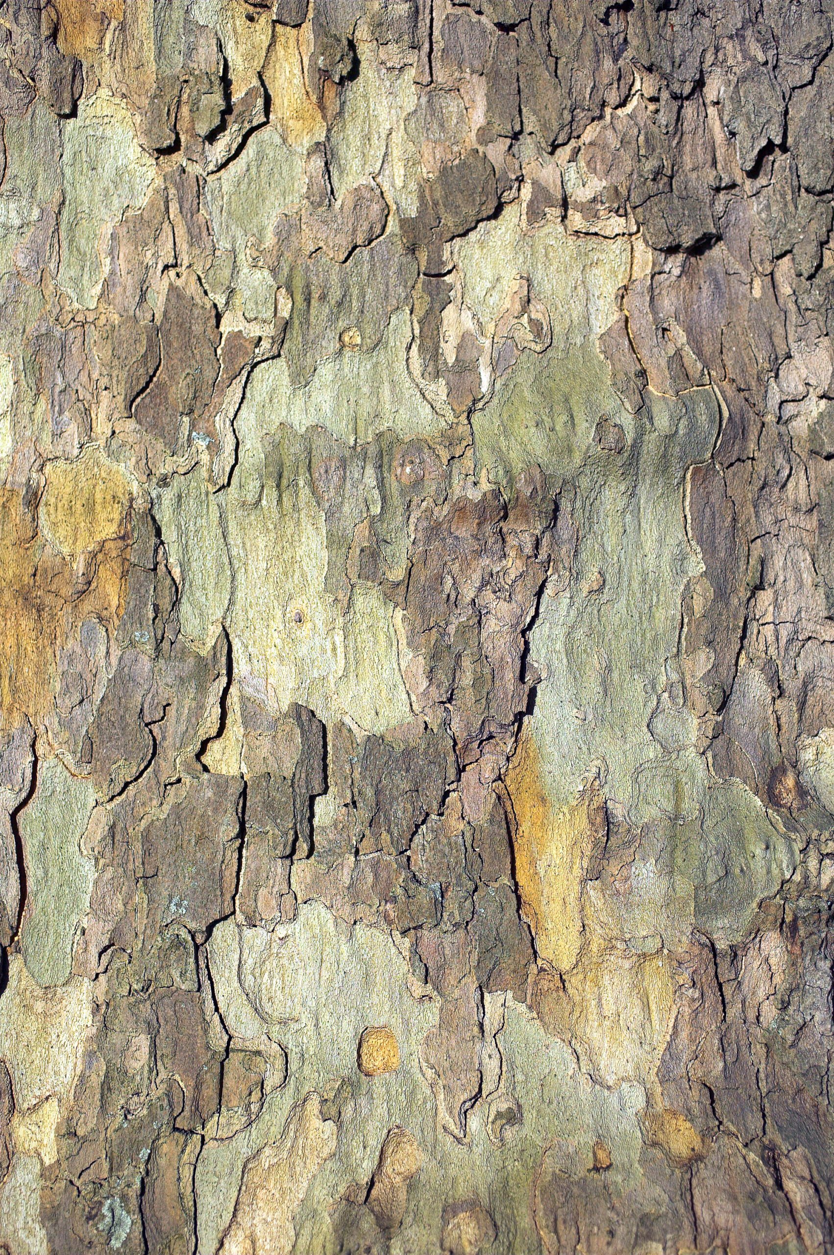 Platanus hispanica London Plane trunk bark
