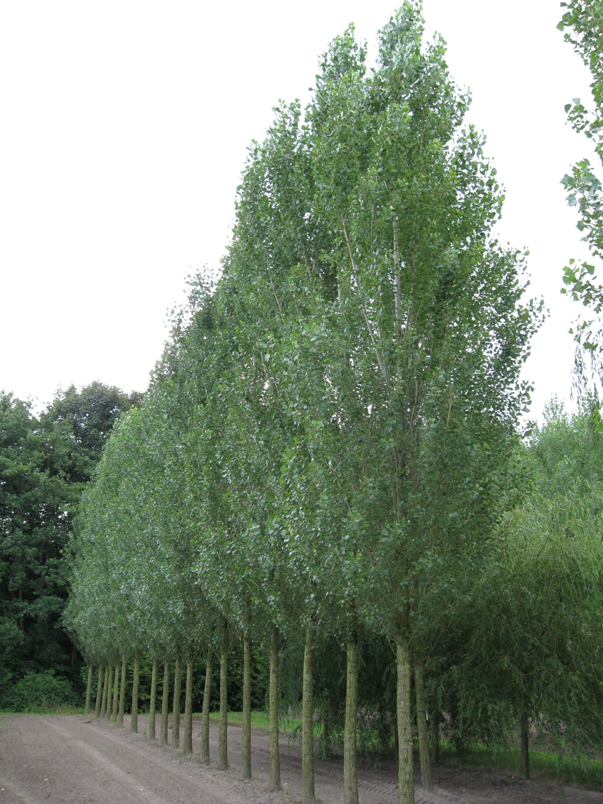 Populus nigra Italica semi mature trees growing in field