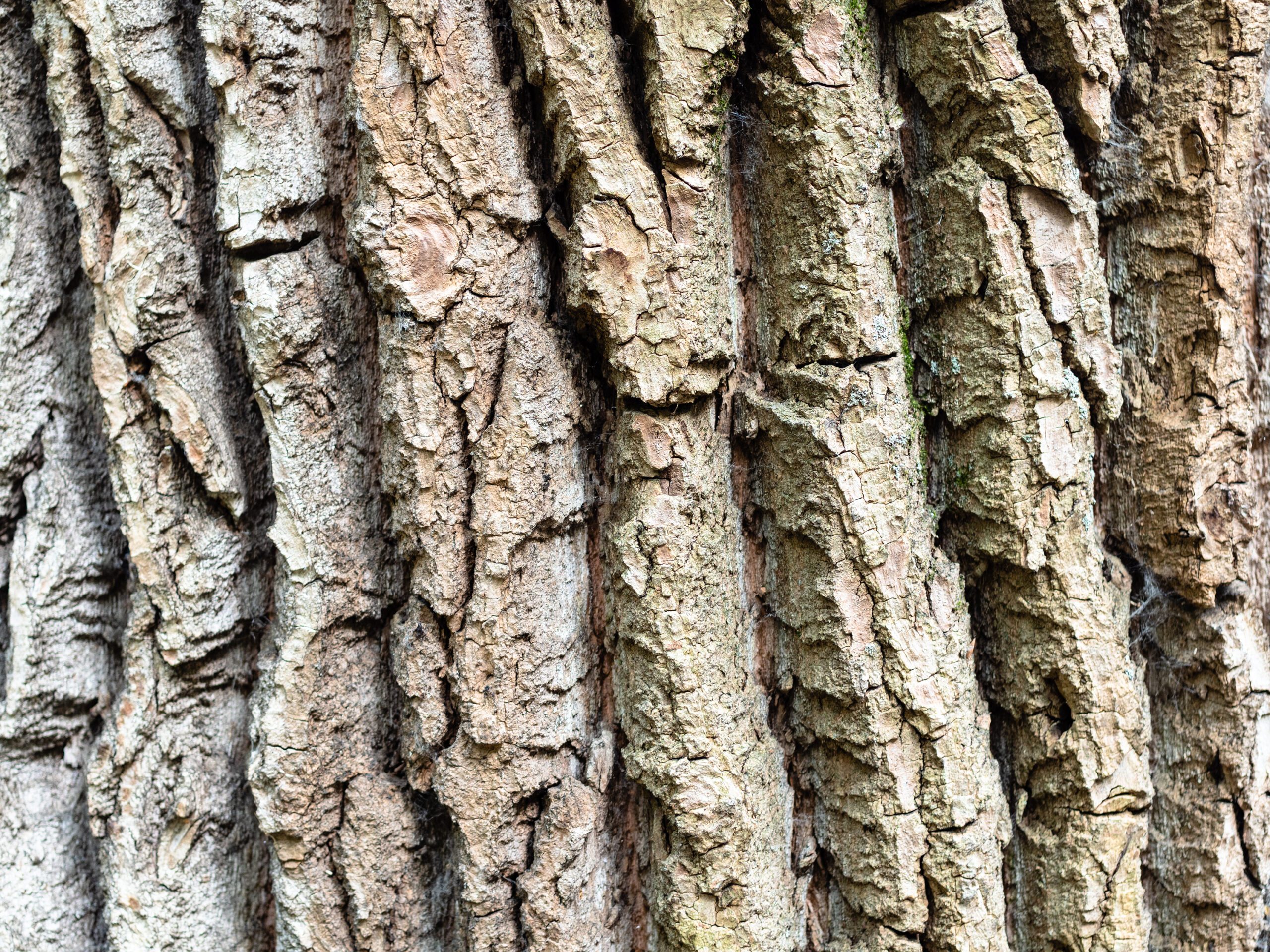 Populus nigra Italica tree bark