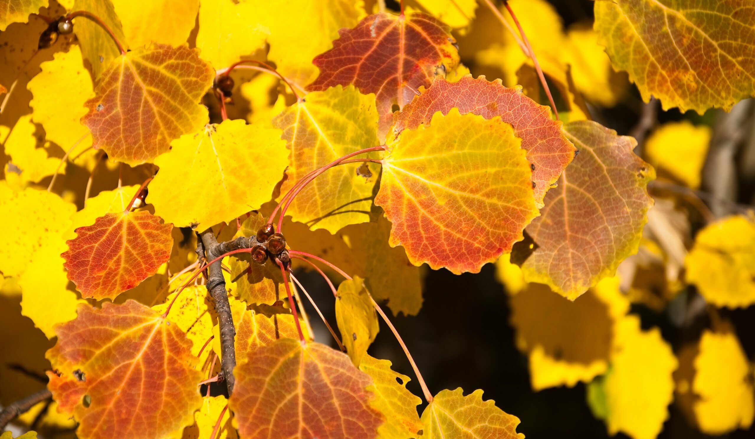 Populus tremula Aspen autumn yellow leaves